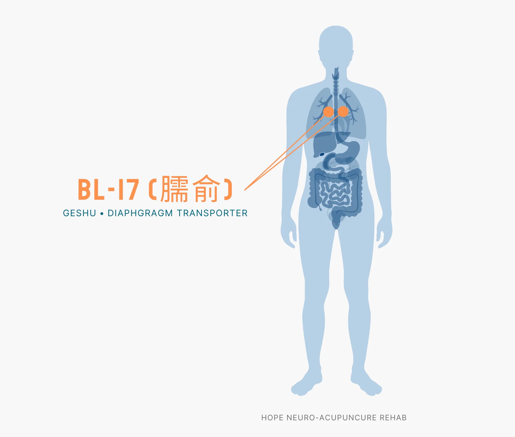 Diagram Showing Where the BL-17 Acupuncture Point (also known as Geshu or Diaphragm Transporter) is within the Bladder Meridians