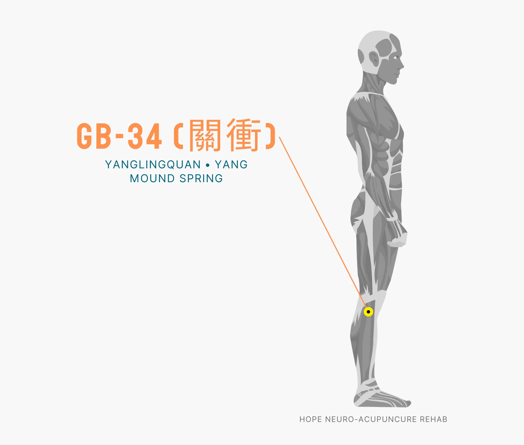 Diagram Showing Where the GB-34 Acupuncture Point (also known as Yanglingquan or Yang Mound Spring) is within the Gallbladder Meridian