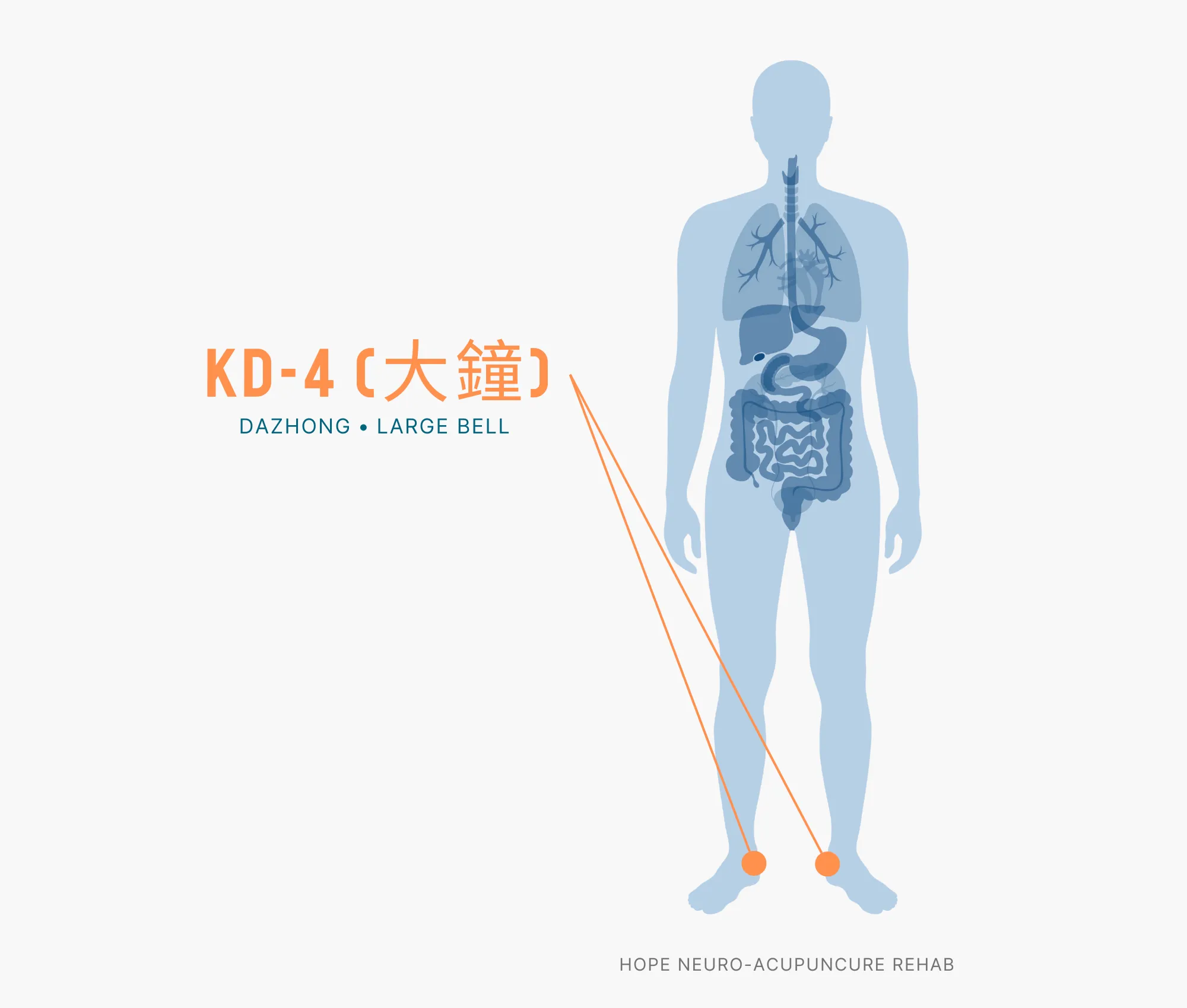 Diagram Showing Where the KD-4 Acupuncture Point (Dazhong or Large Bell)) is within the Kidney Meridians