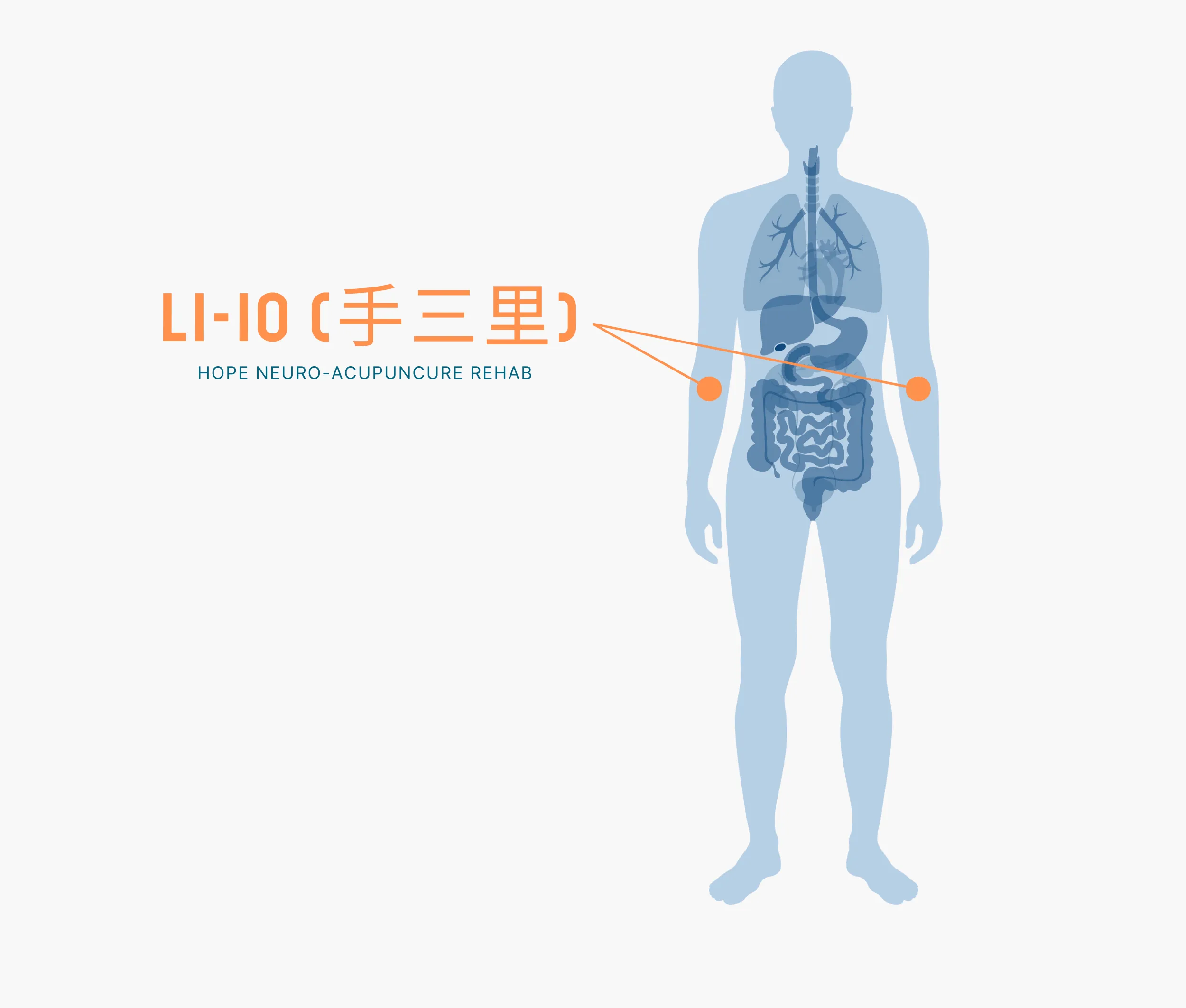 Diagram Showing Where the Li 10 Acupuncture Point is within the Large Intestine Meridians