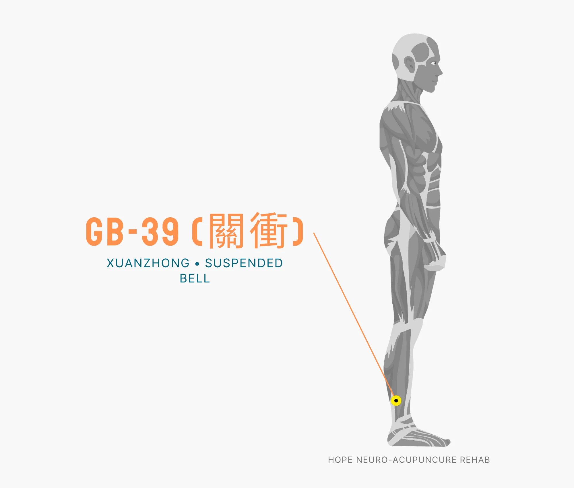 Diagram Showing Where the GB-39 Acupuncture Point (also known as Xuanzhong or Suspended Bell) is within the Gallbladder Meridian