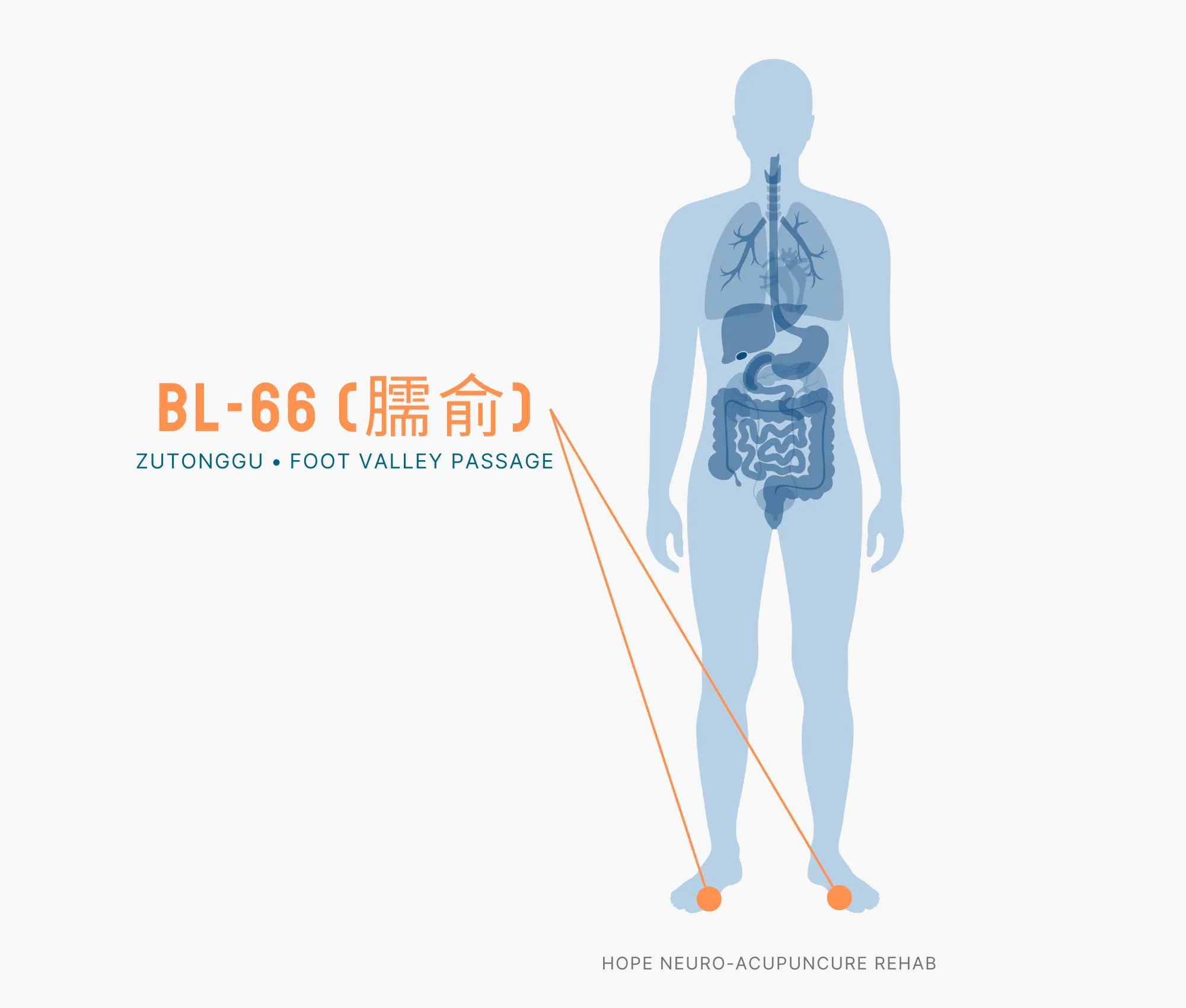 Diagram Showing Where the BL-66 Acupuncture Point (also known as Zutonggu or Foot Valley Passage) is within the Bladder Meridians