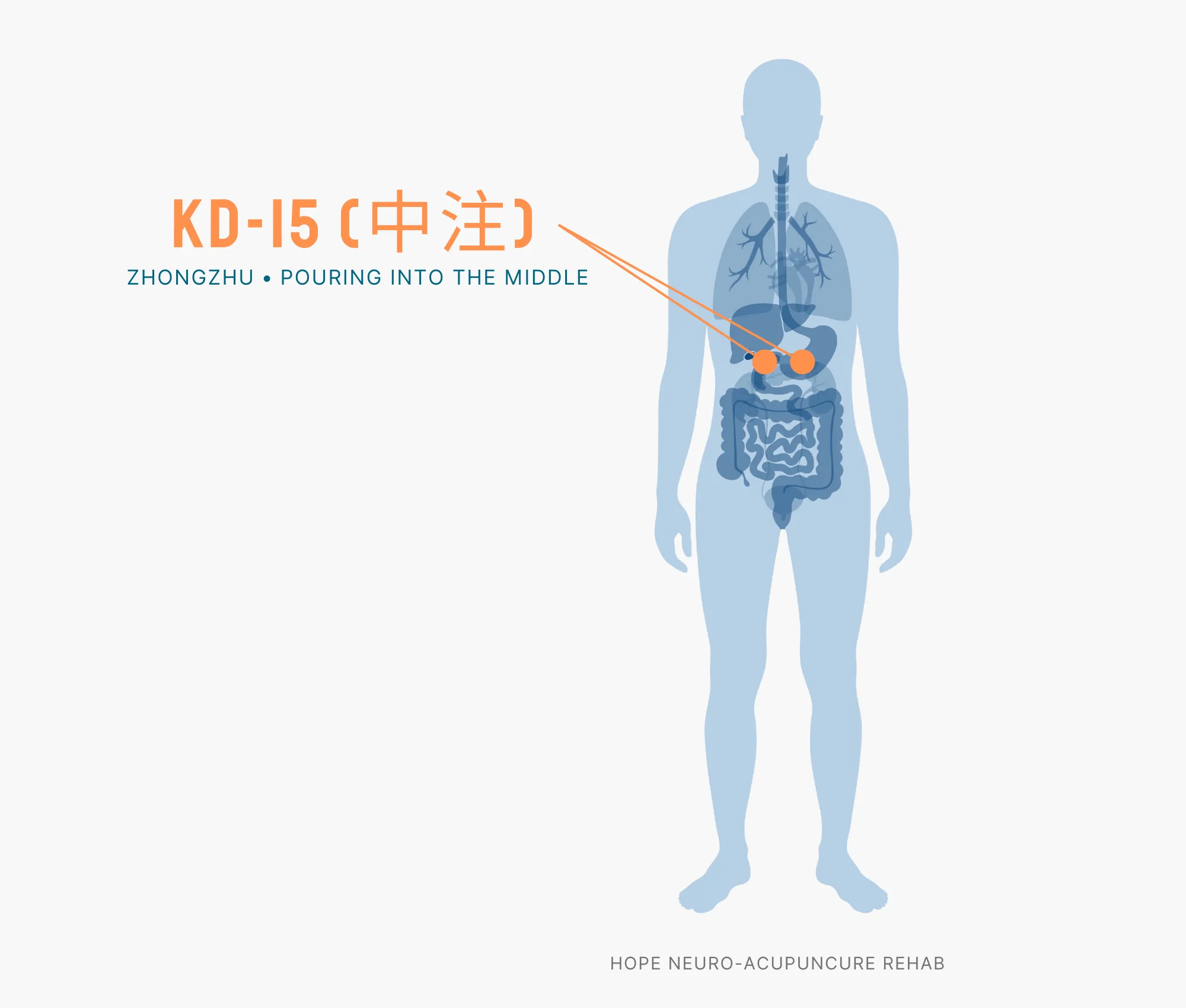 Diagram Showing Where the KD-15 Acupuncture Point (also known as Zhongzhu or Pouring into the Middle) is within the Kidney Meridians