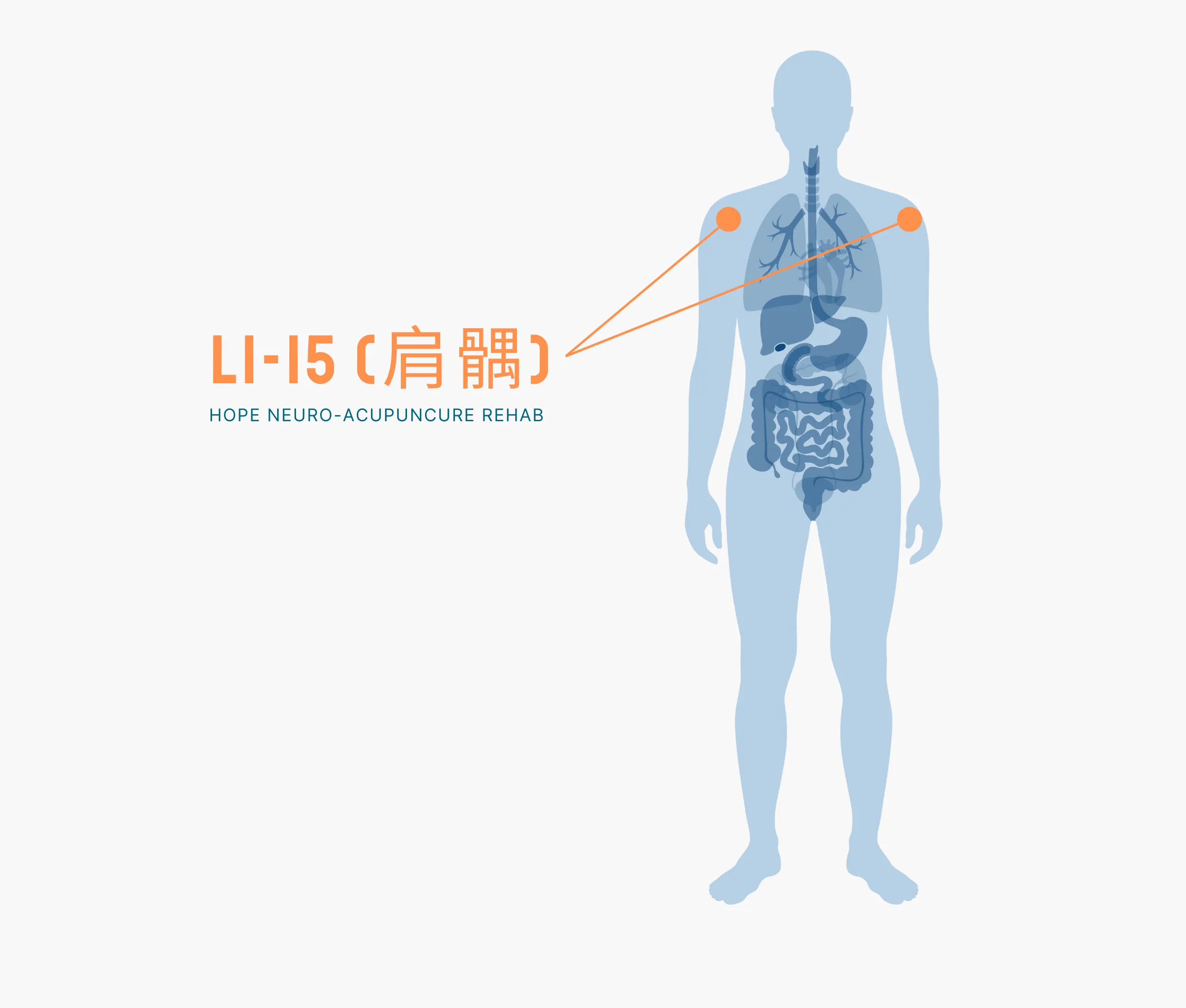 Diagram Showing Where the Li 15 Acupuncture Point is within the Large Intestine Meridians