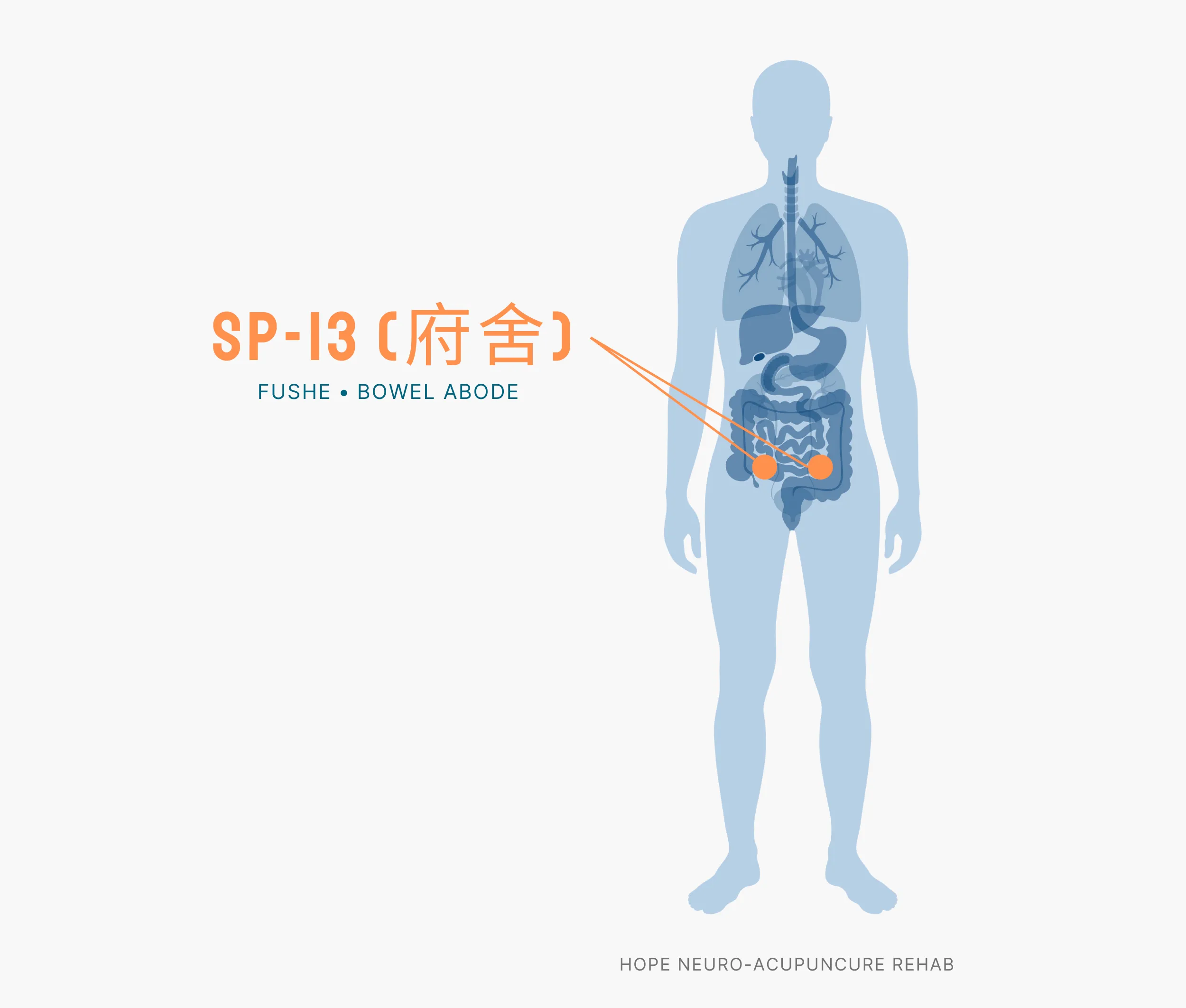 Diagram Showing Where the SP-13 Acupuncture Point (also known as Fushe or Bowel Abode) is within the Spleen Meridians