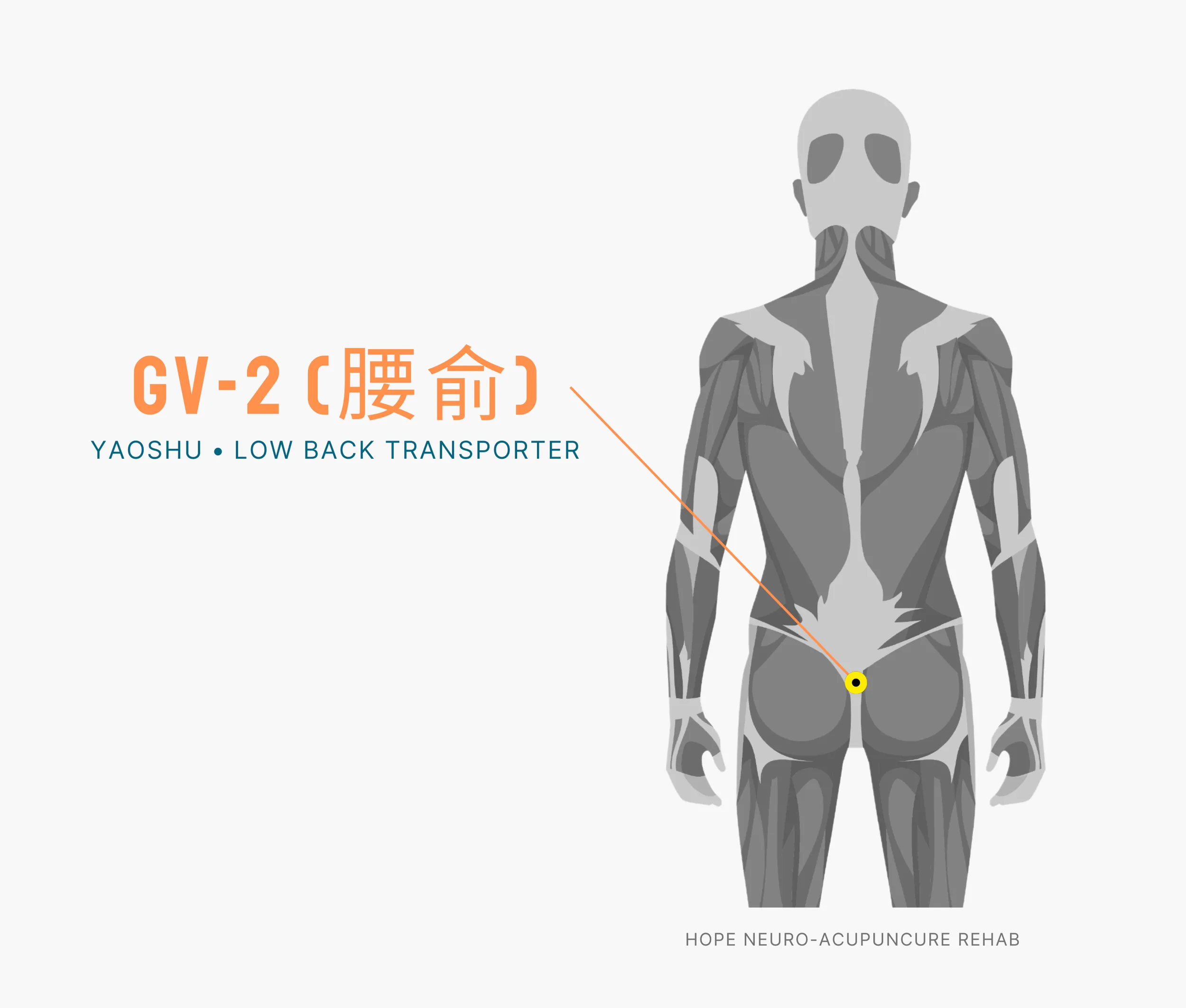 Diagram Showing Where the An Acupuncture Point is within the Governing Vessel Meridian