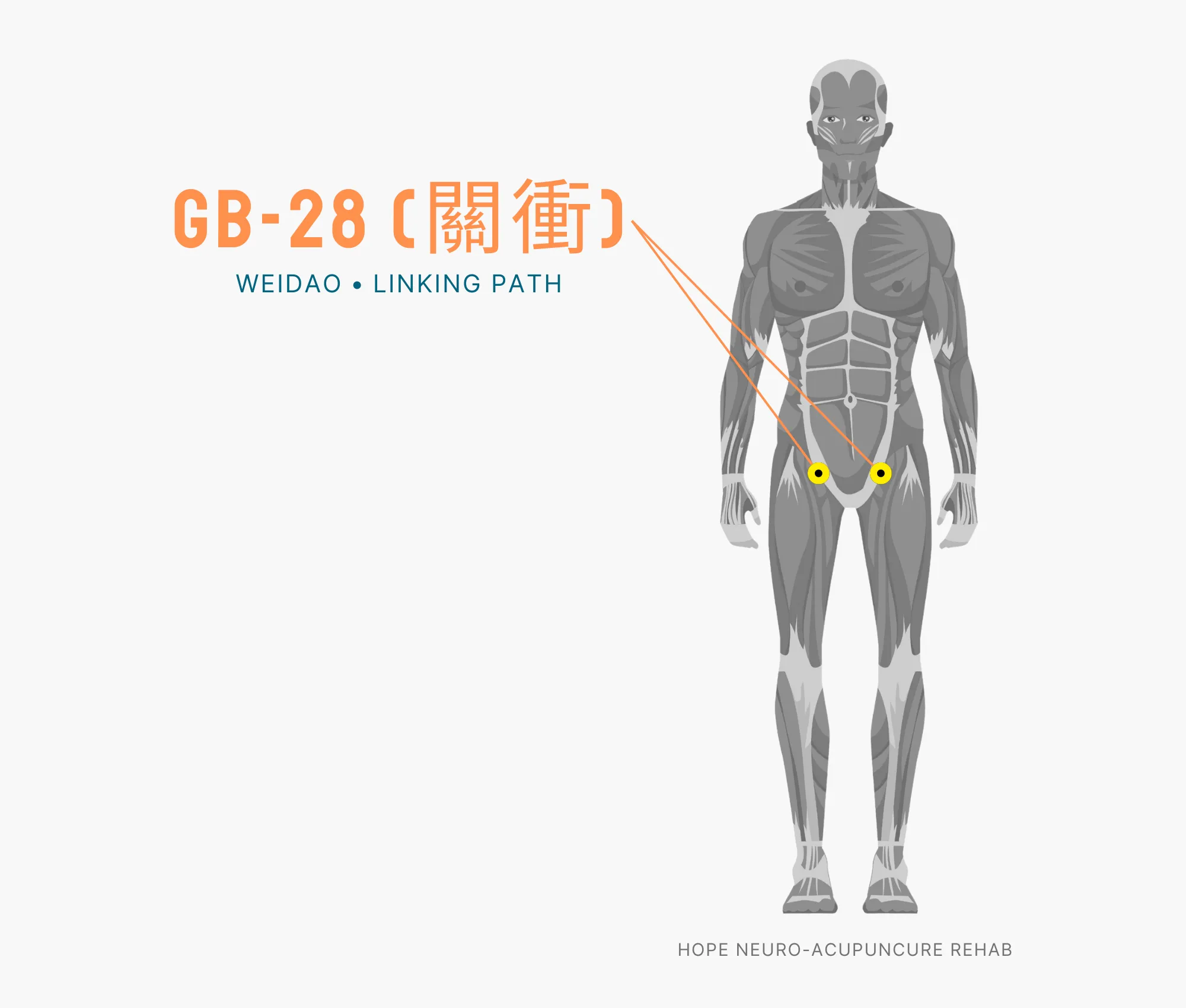 Diagram Showing Where the GB-28 Acupuncture Point (also known as Weidao or Linking Path) is within the Gallbladder Meridian