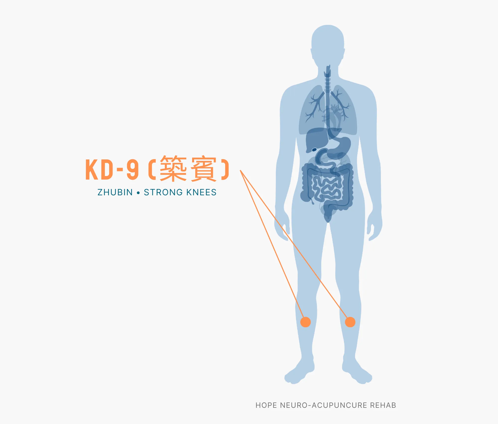 Diagram Showing Where the KD-9 Acupuncture Point (also known as Zhubin or Strong Knees) is within the Kidney Meridians