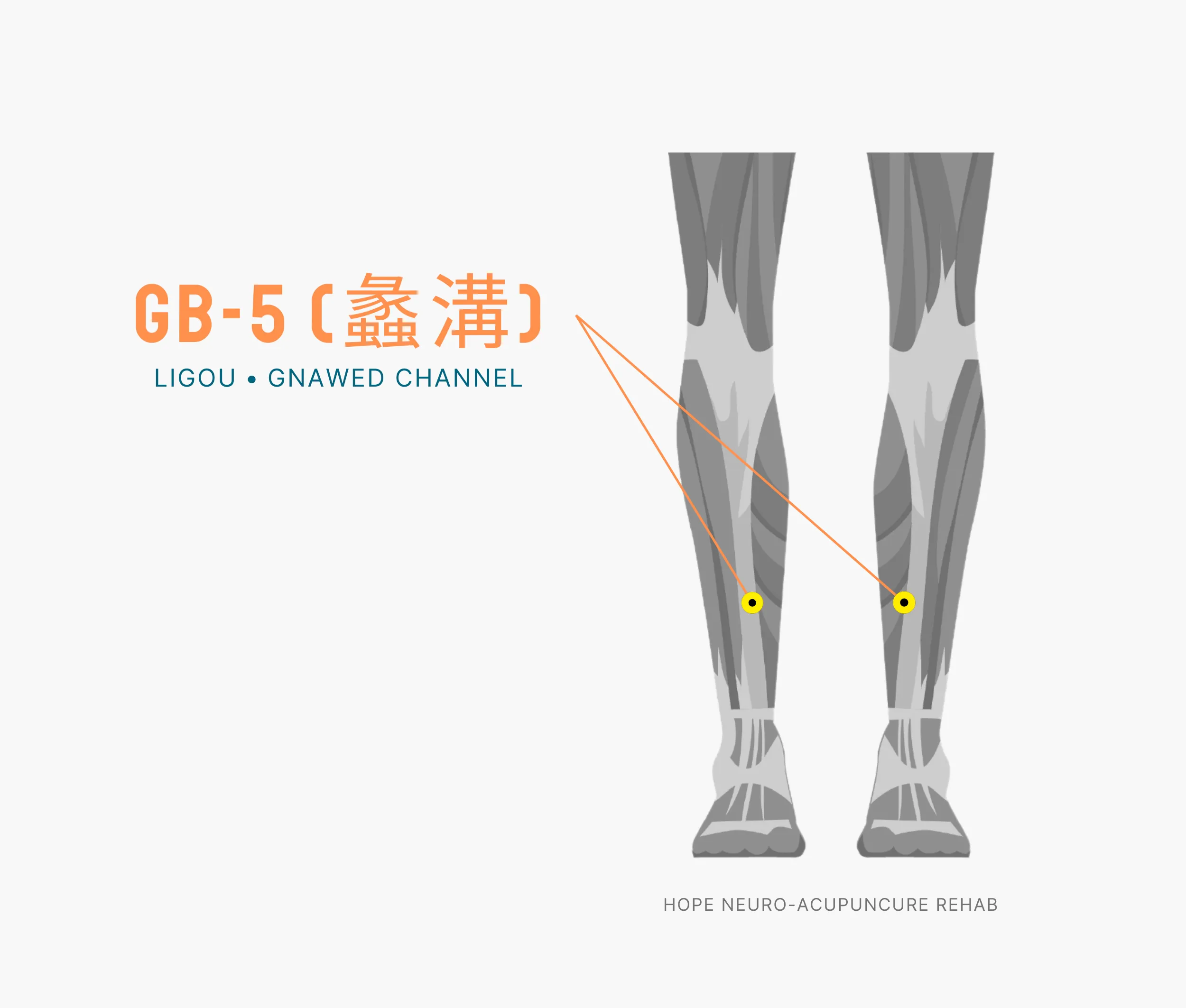 Diagram Showing Where the An Acupuncture Point is within the Liver Meridian