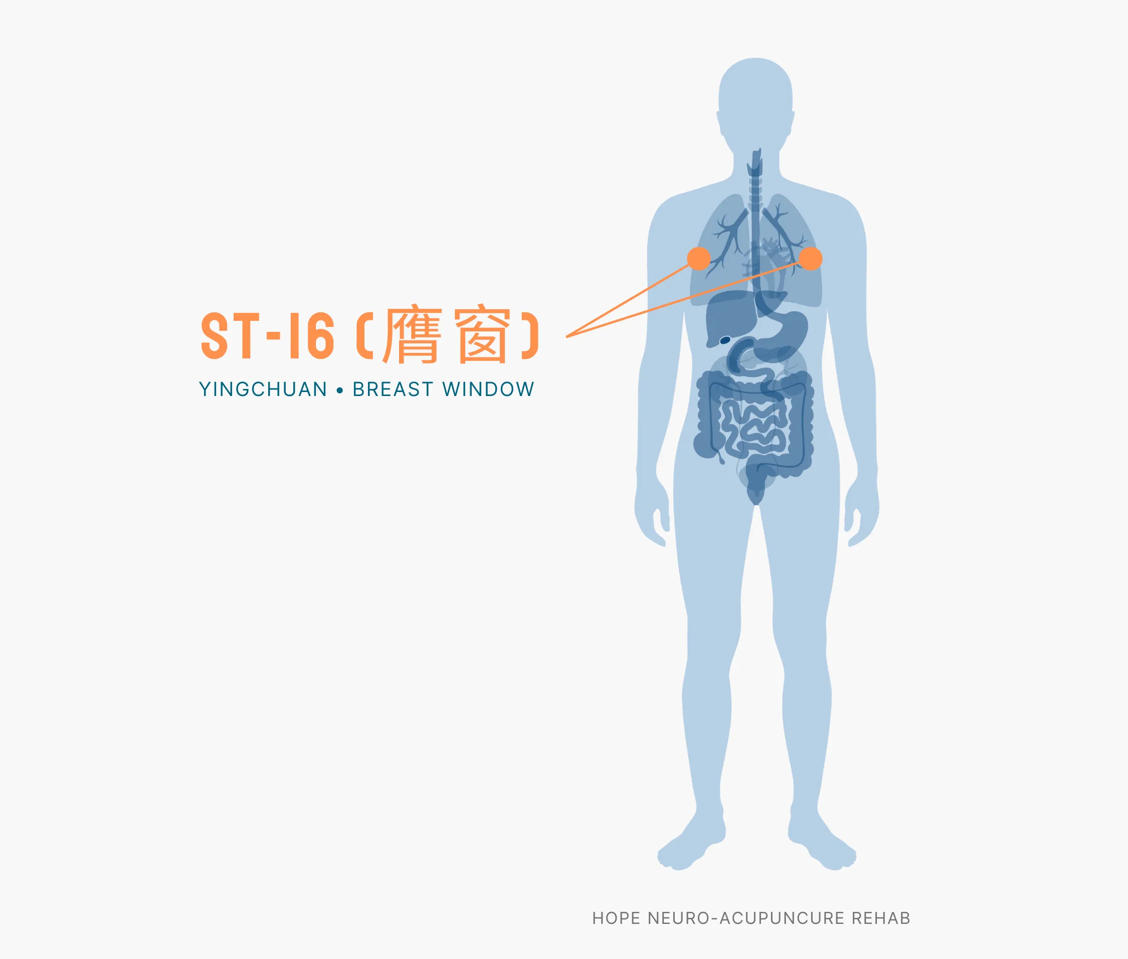 Diagram Showing Where the ST-16 Acupuncture Point (also known as Yingchuan or Breast Window) is within the Stomach Meridians