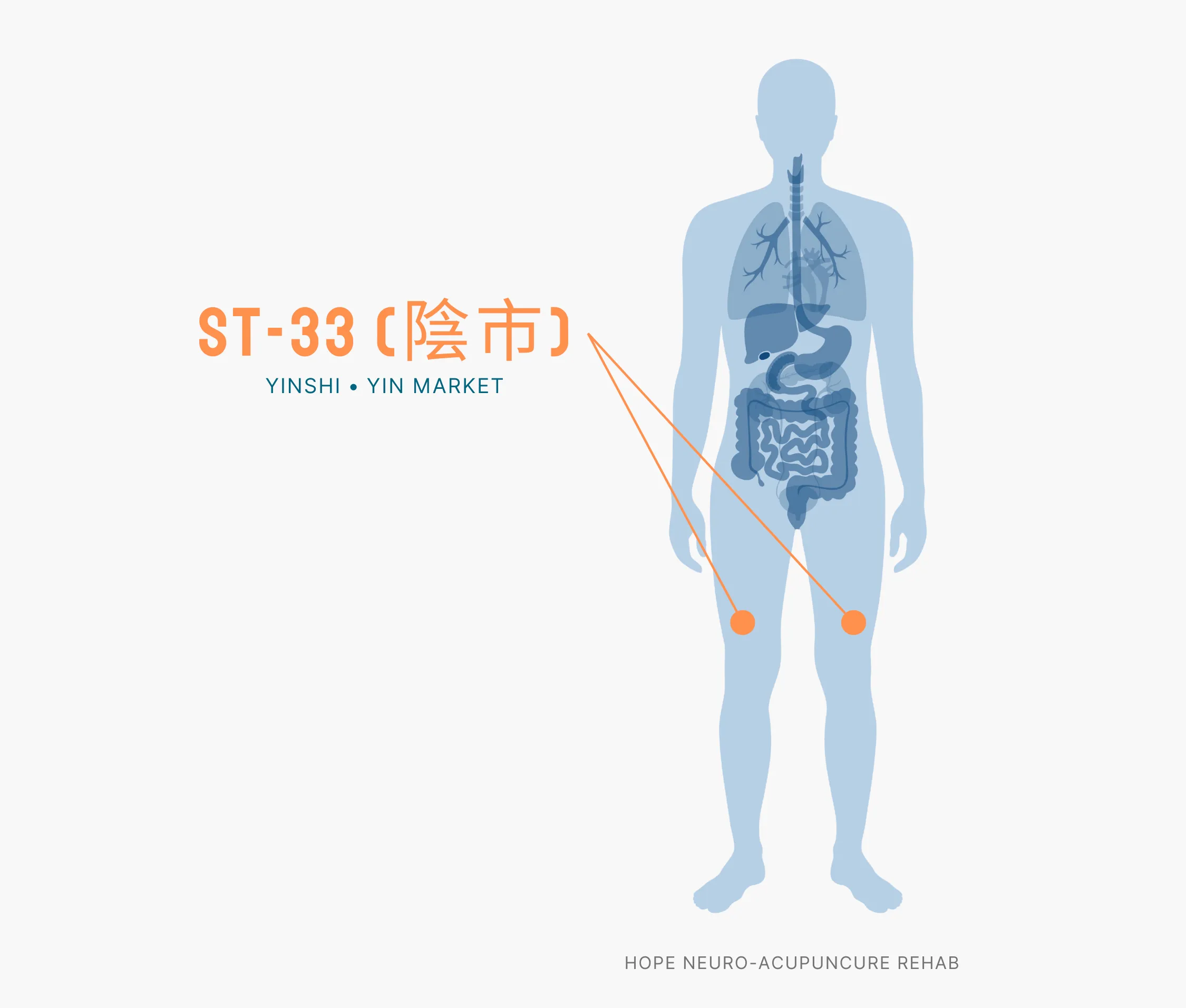 Diagram Showing Where the ST-33 Acupuncture Point (also known as Yinshi or Yin Market) is within the Stomach Meridians