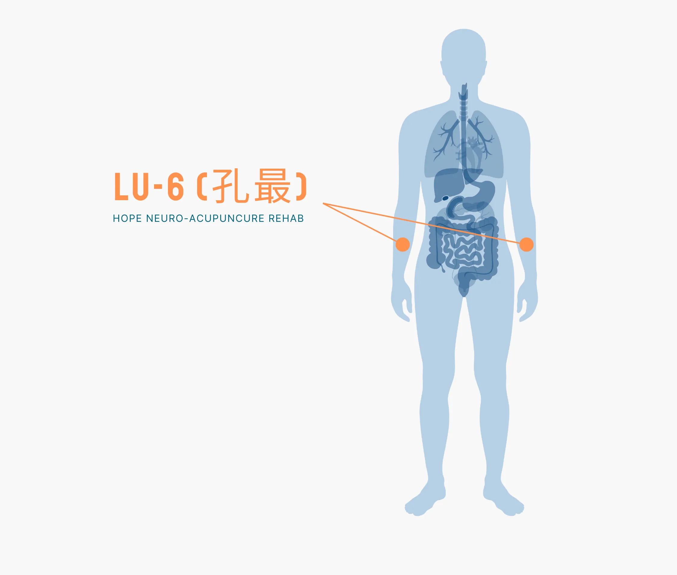 Diagram Showing Where the Lu 6 Acupuncture Point is within the Lung Meridians