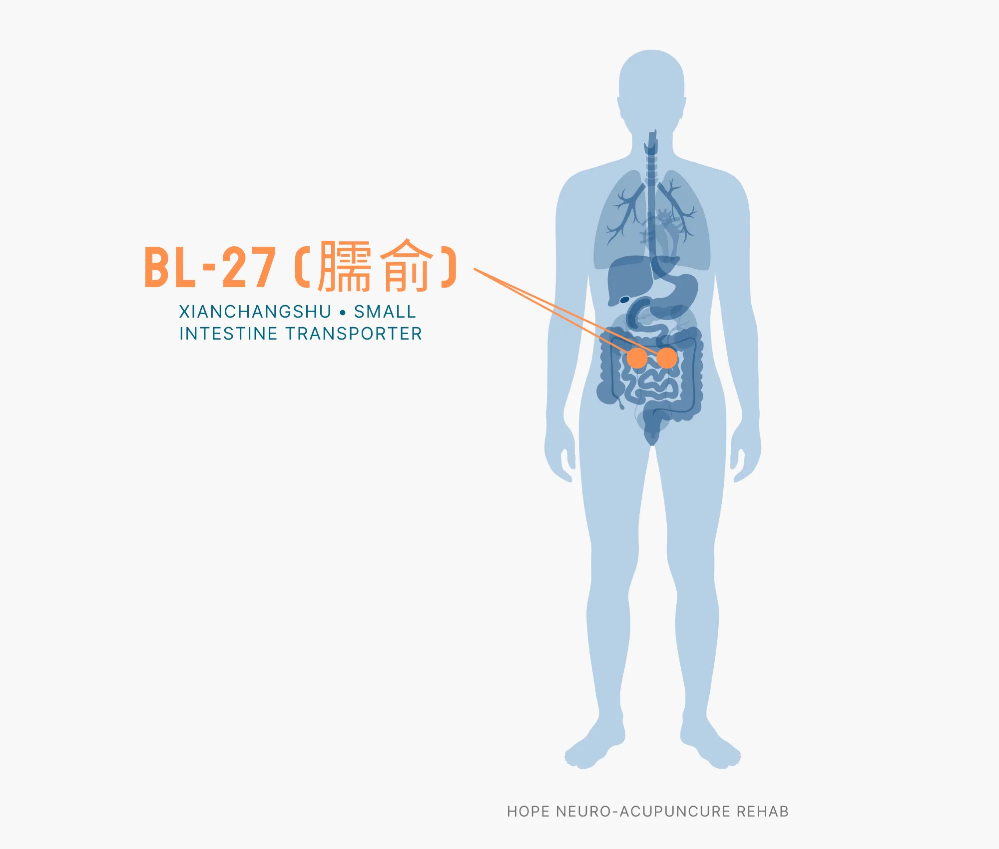 Diagram Showing Where the BL-27 Acupuncture Point (also known as Xianchangshu or Small Intesting Transporter) is within the Bladder Meridians