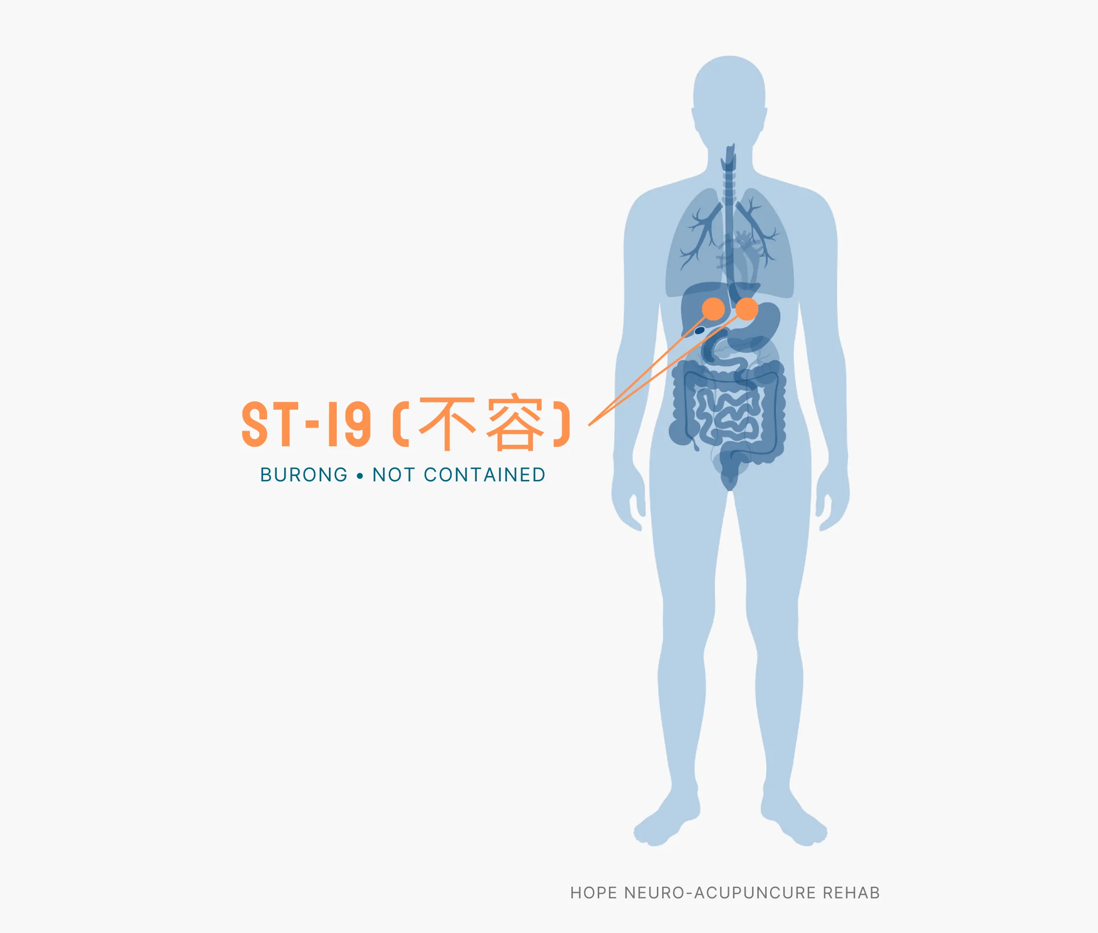 Diagram Showing Where the ST-19 Acupuncture Point (also known as Burong or Not Contained) is within the Stomach Meridians