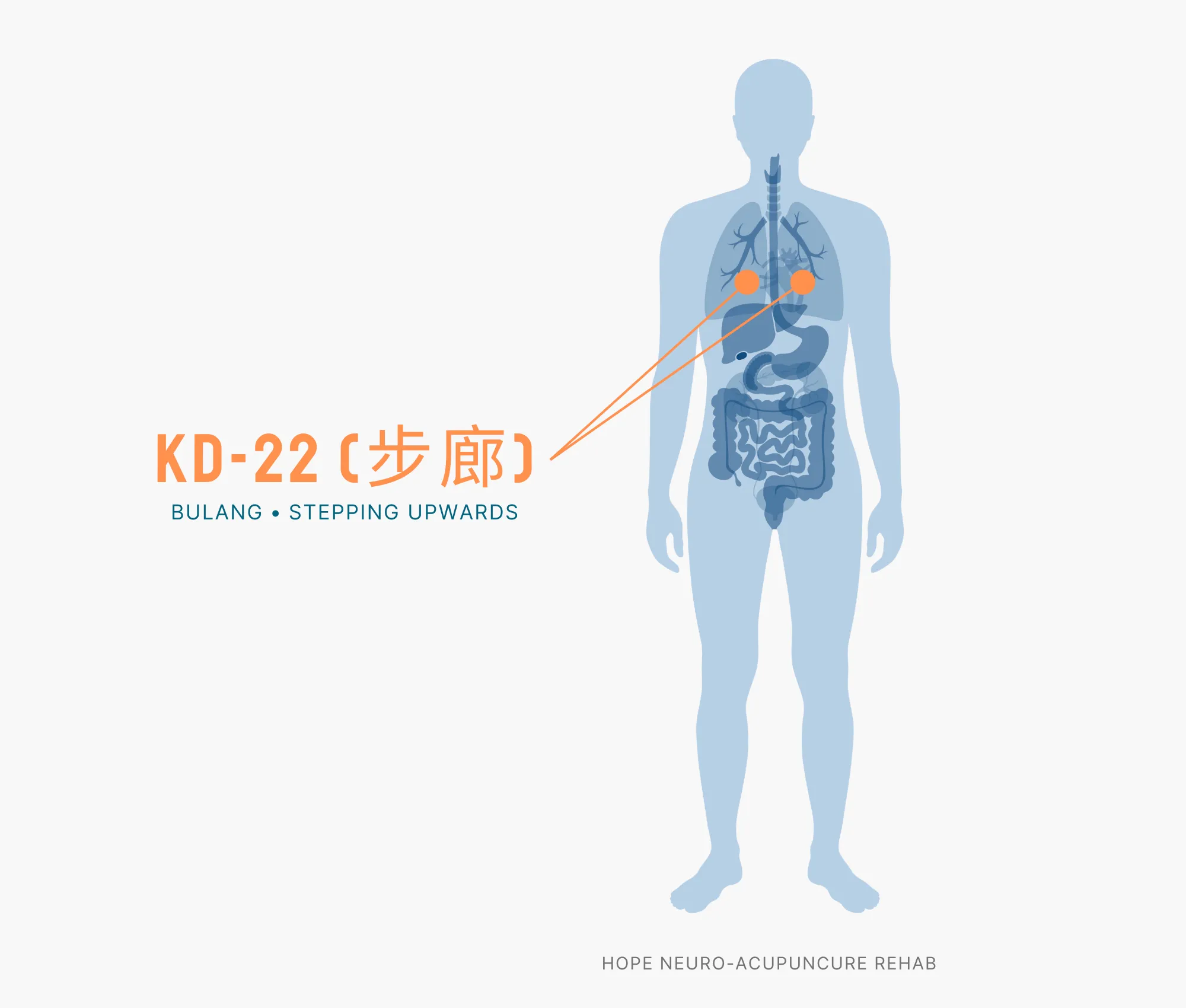 Diagram Showing Where the KD-22 Acupuncture Point (also known as Bulang or Stepping Upwards) is within the Kidney Meridians