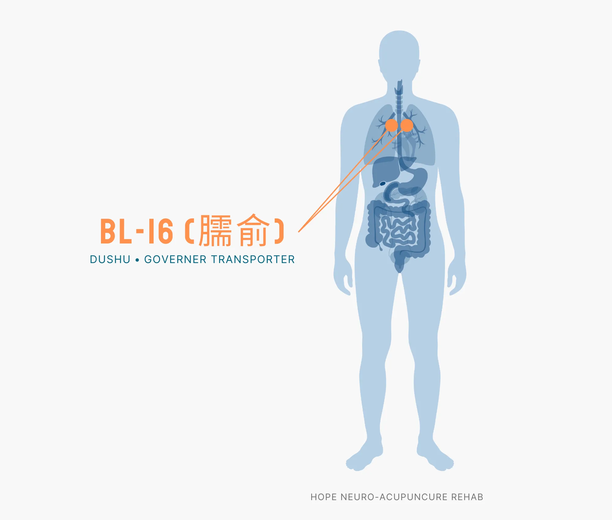 Diagram Showing Where the BL-16 Acupuncture Point (also known as Dushu or Governer Transporter) is within the Bladder Meridians