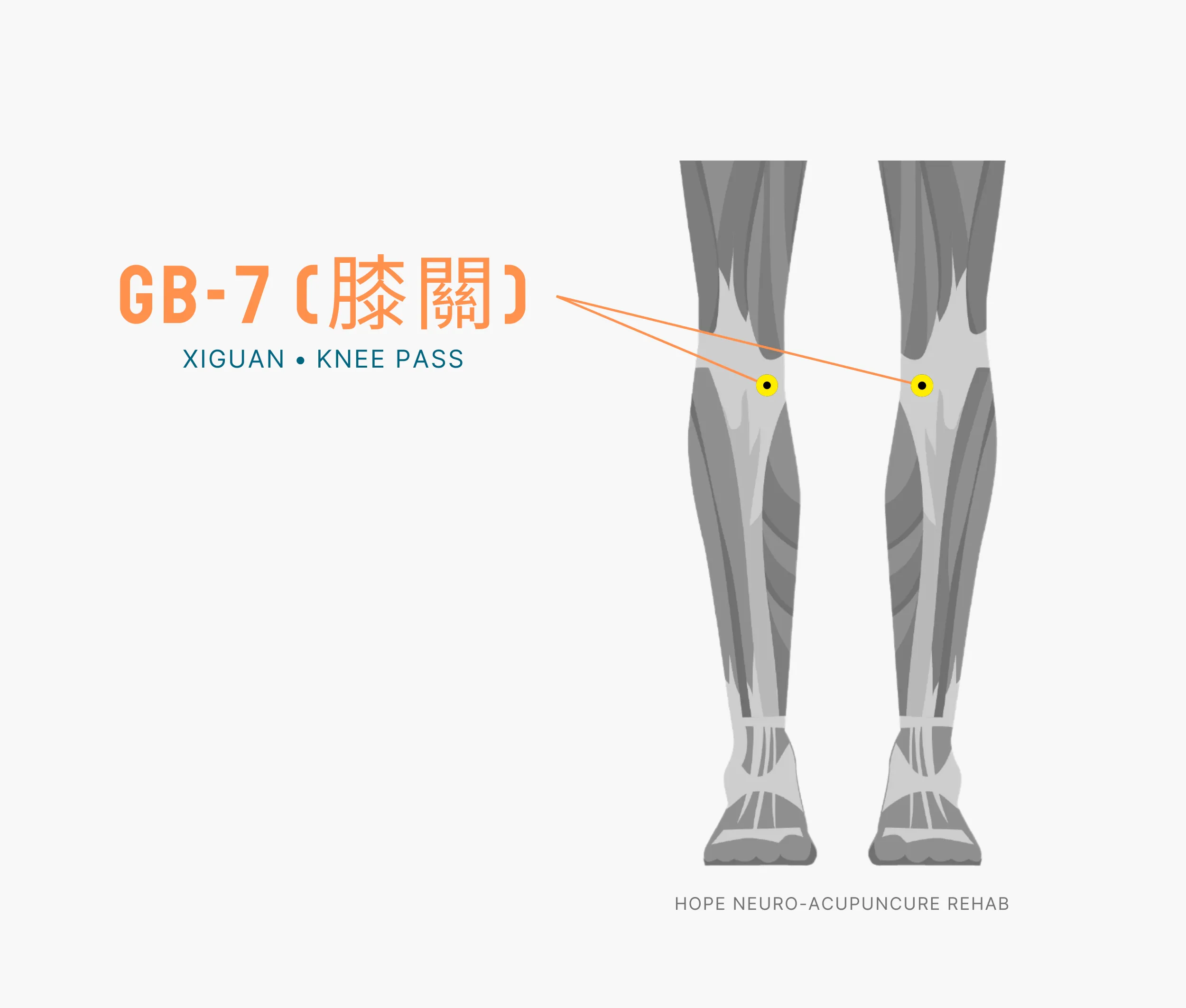 Diagram Showing Where the An Acupuncture Point is within the Liver Meridian