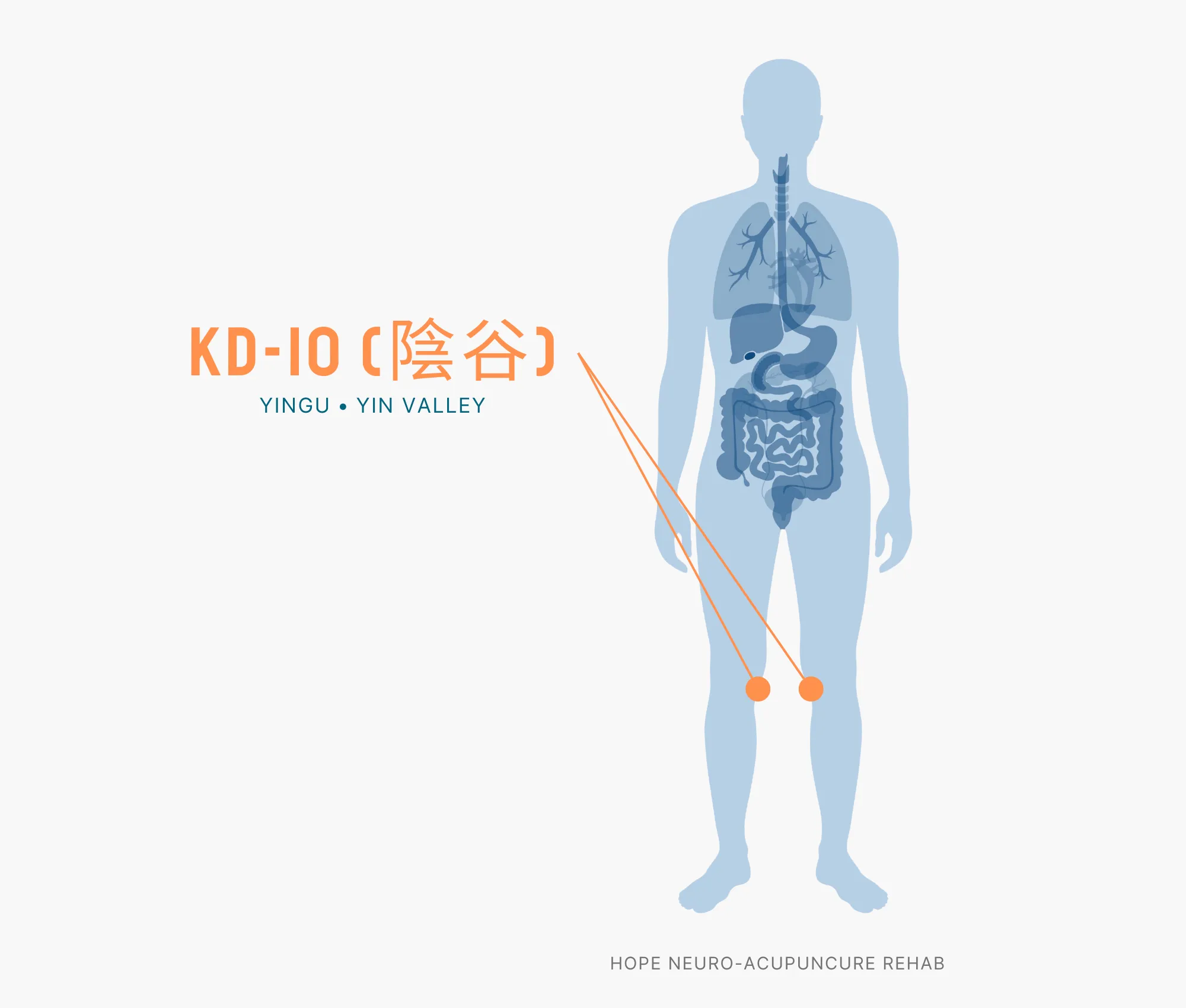 Diagram Showing Where the KD-10 Acupuncture Point (also known as Yingu or Yin Valley) is within the Kidney Meridians
