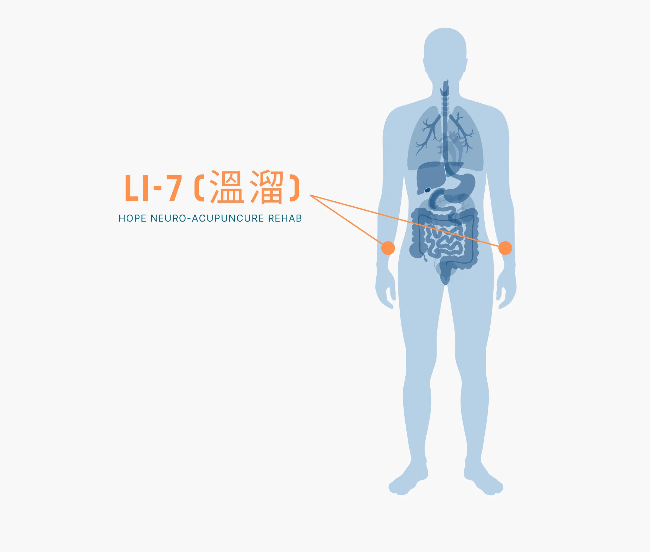 Diagram Showing Where the Li 7 Acupuncture Point is within the Large Intestine Meridians