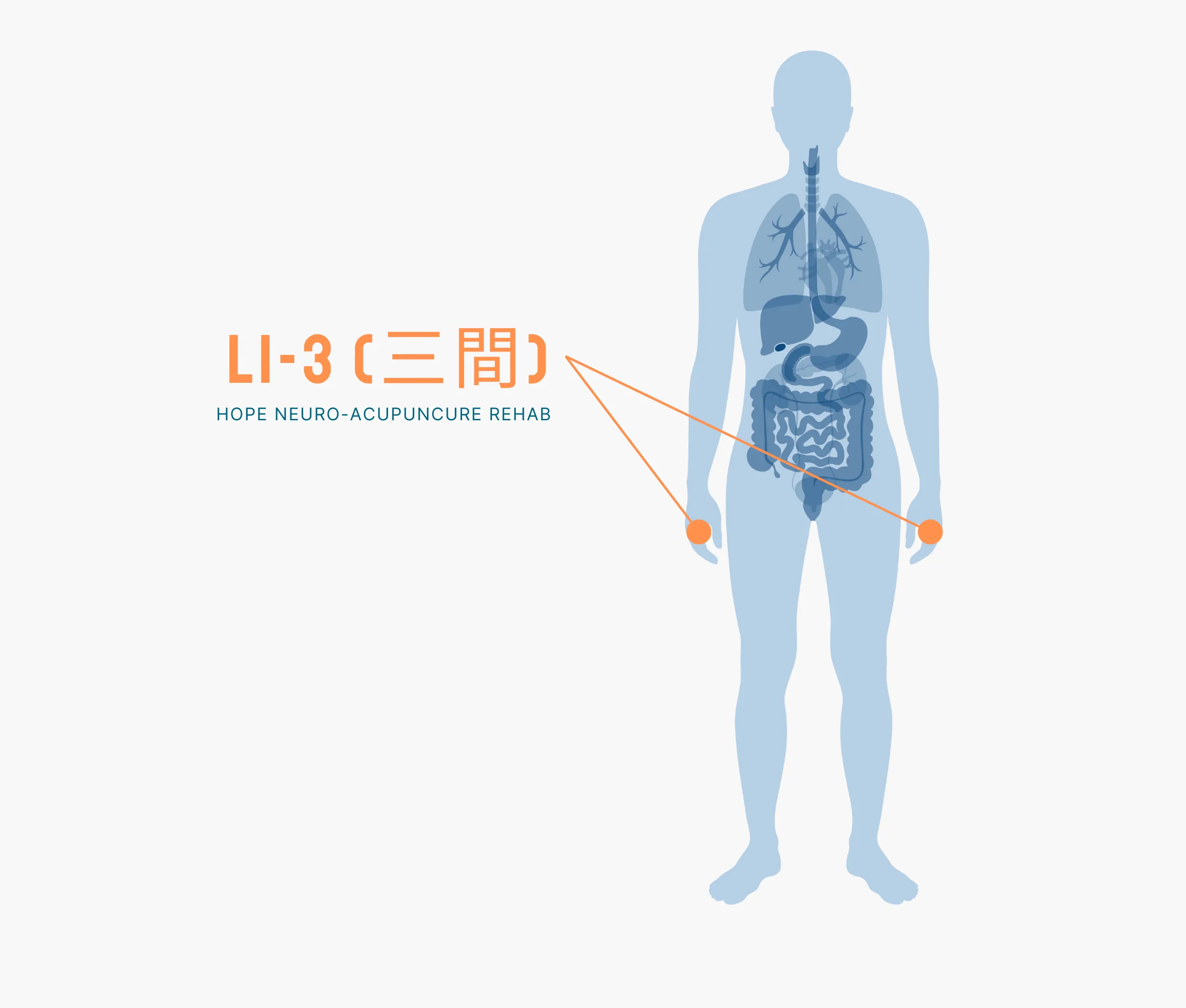 Diagram Showing Where the Li 3 Acupuncture Point is within the Large Intestine Meridians