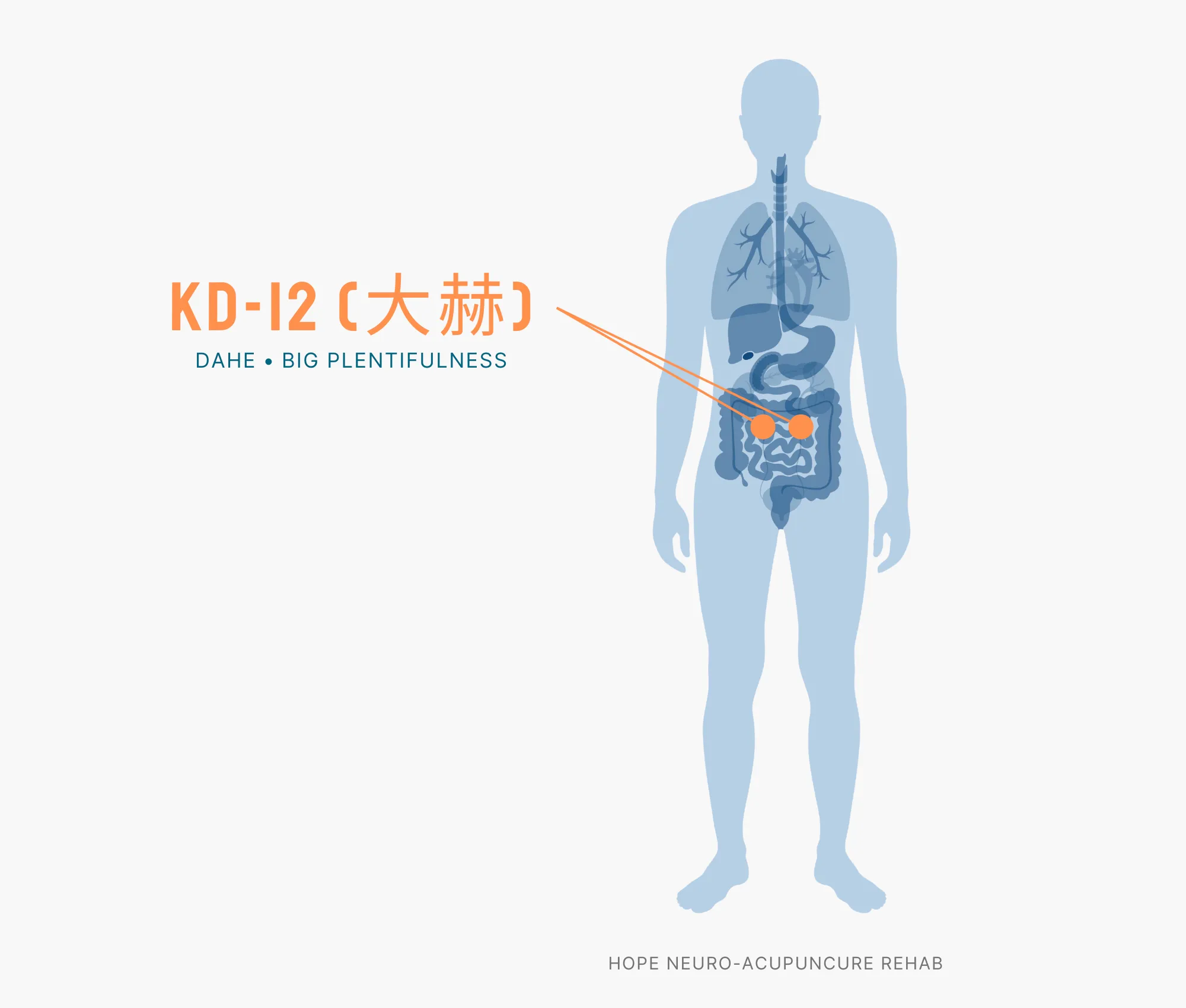 Diagram Showing Where the KD-12 Acupuncture Point (also known as Henggu or Pubic Bone) is within the Kidney Meridians