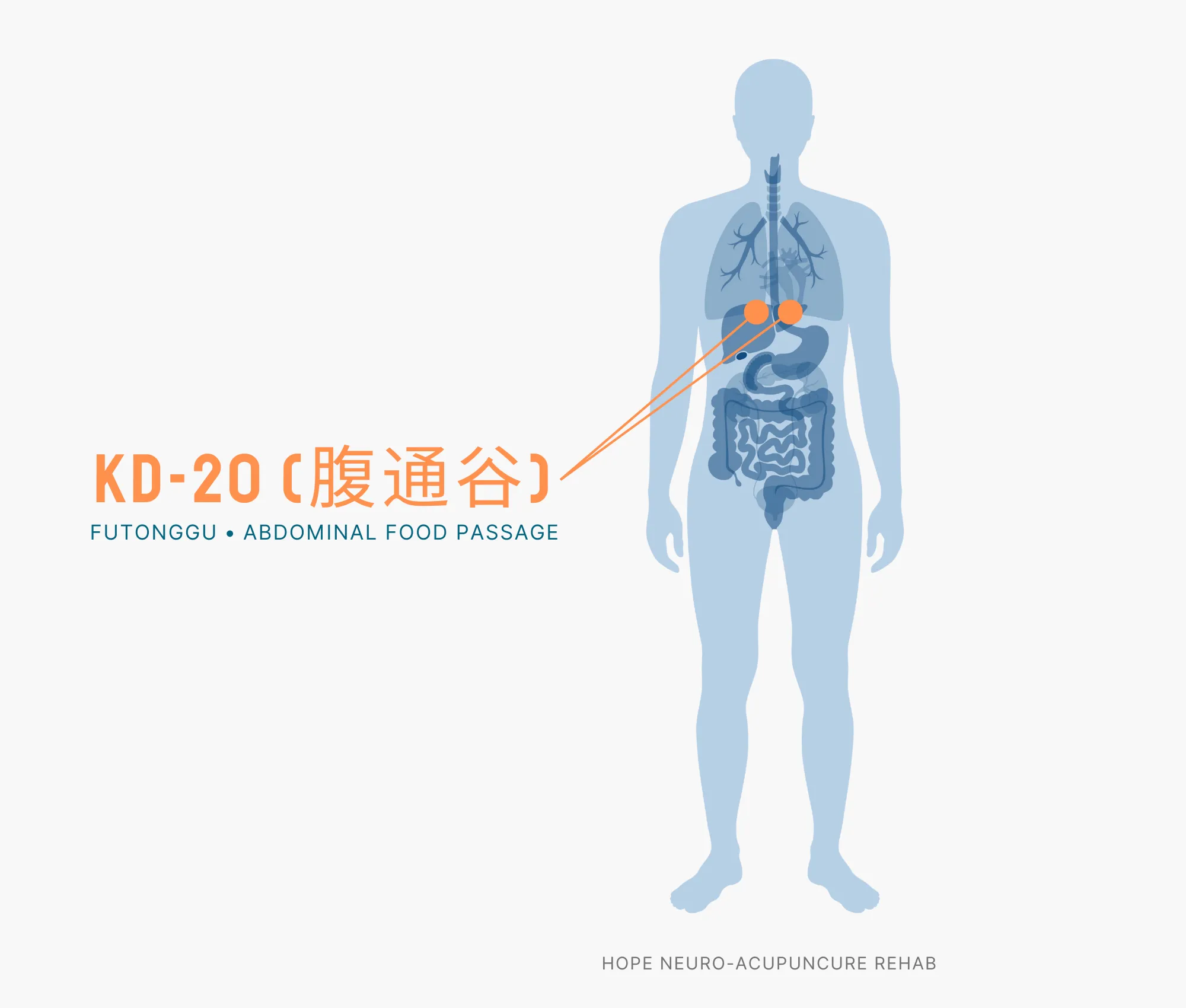 Diagram Showing Where the KD-20 Acupuncture Point (also known as Futonggu or Abdominal Food Passage) is within the Kidney Meridians