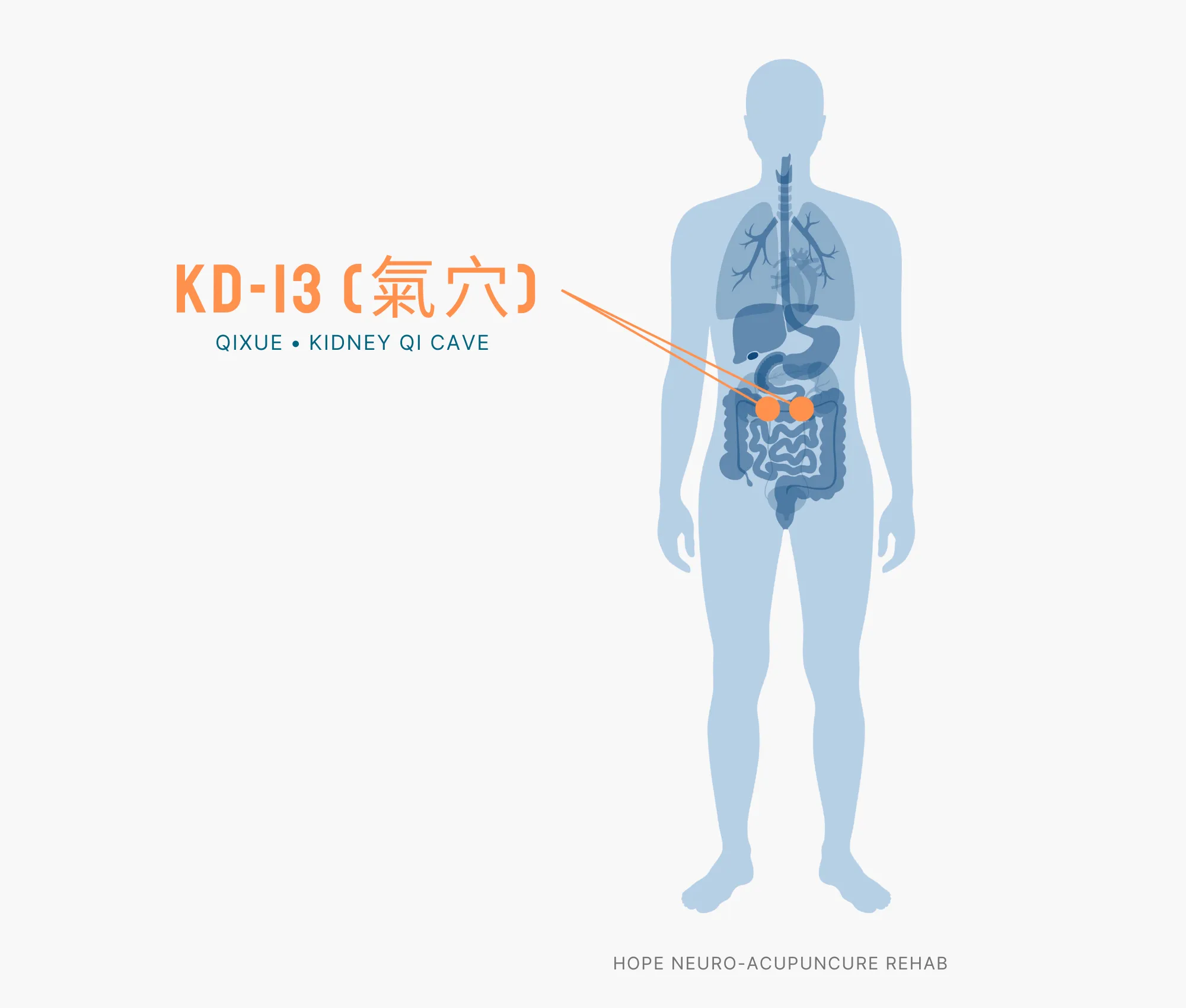 Diagram Showing Where the KD-13 Acupuncture Point (also known as Qixue or Kidney Qi Cave) is within the Kidney Meridians