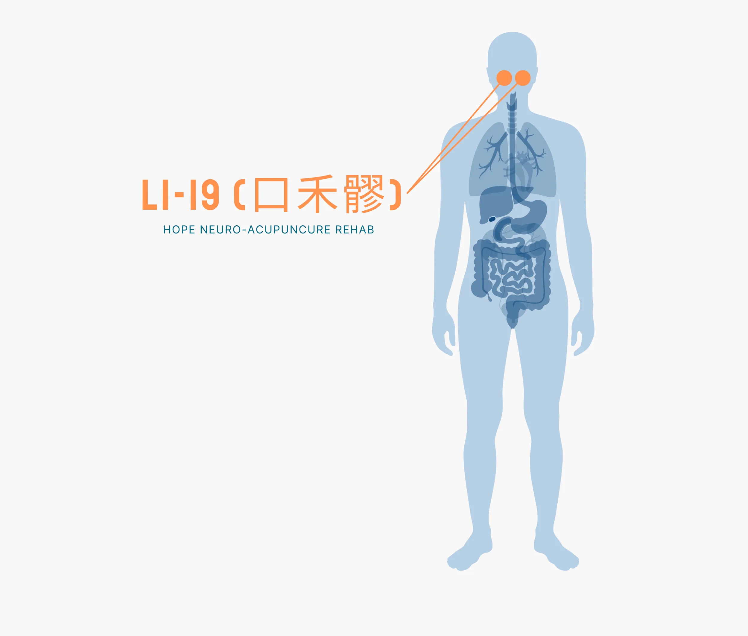 Diagram Showing Where the Li 19 Acupuncture Point is within the Large Intestine Meridians