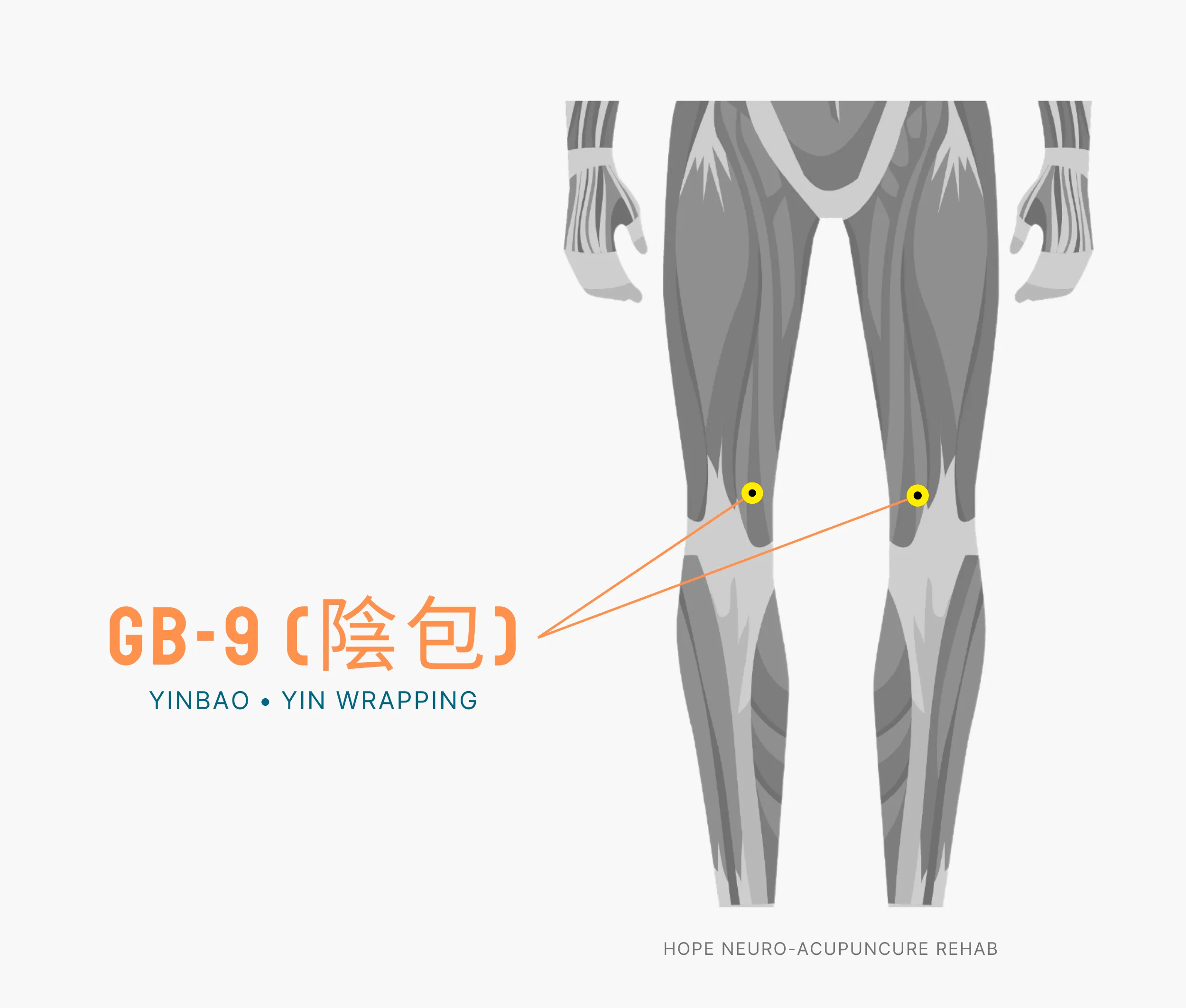 Diagram Showing Where the An Acupuncture Point is within the Liver Meridian