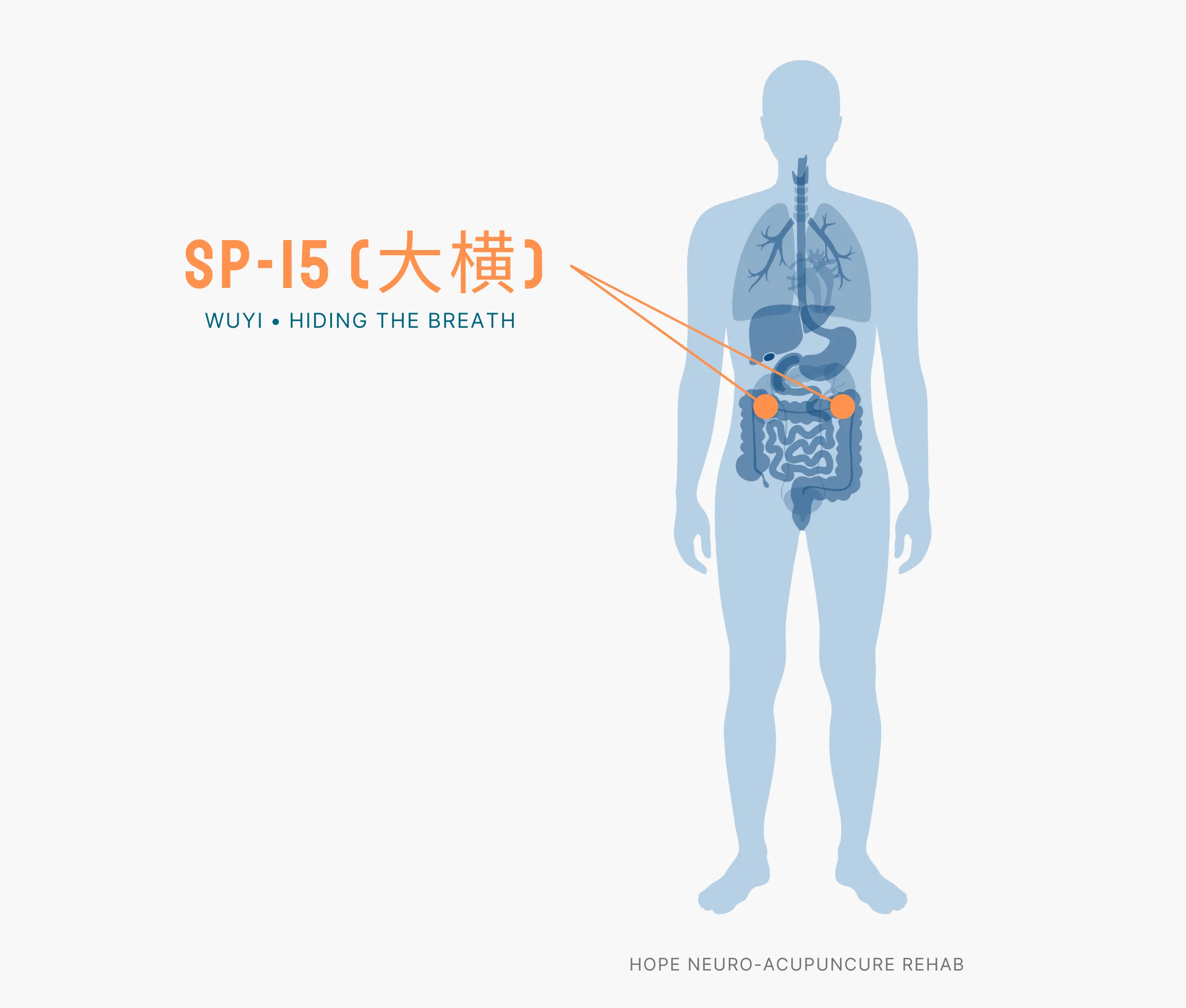 Diagram Showing Where the SP-15 Acupuncture Point (also known as Wuyi or Hiding the Breath) is within the Spleen Meridians