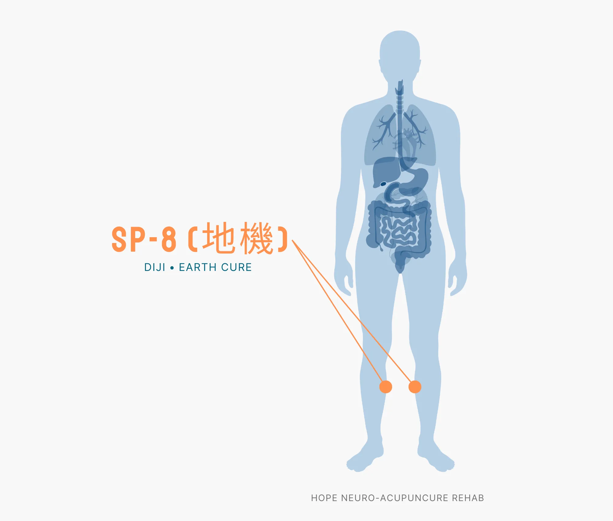 Diagram Showing Where the SP-8 Acupuncture Point (also known as Diji or Earth Cure) is within the Spleen Meridians