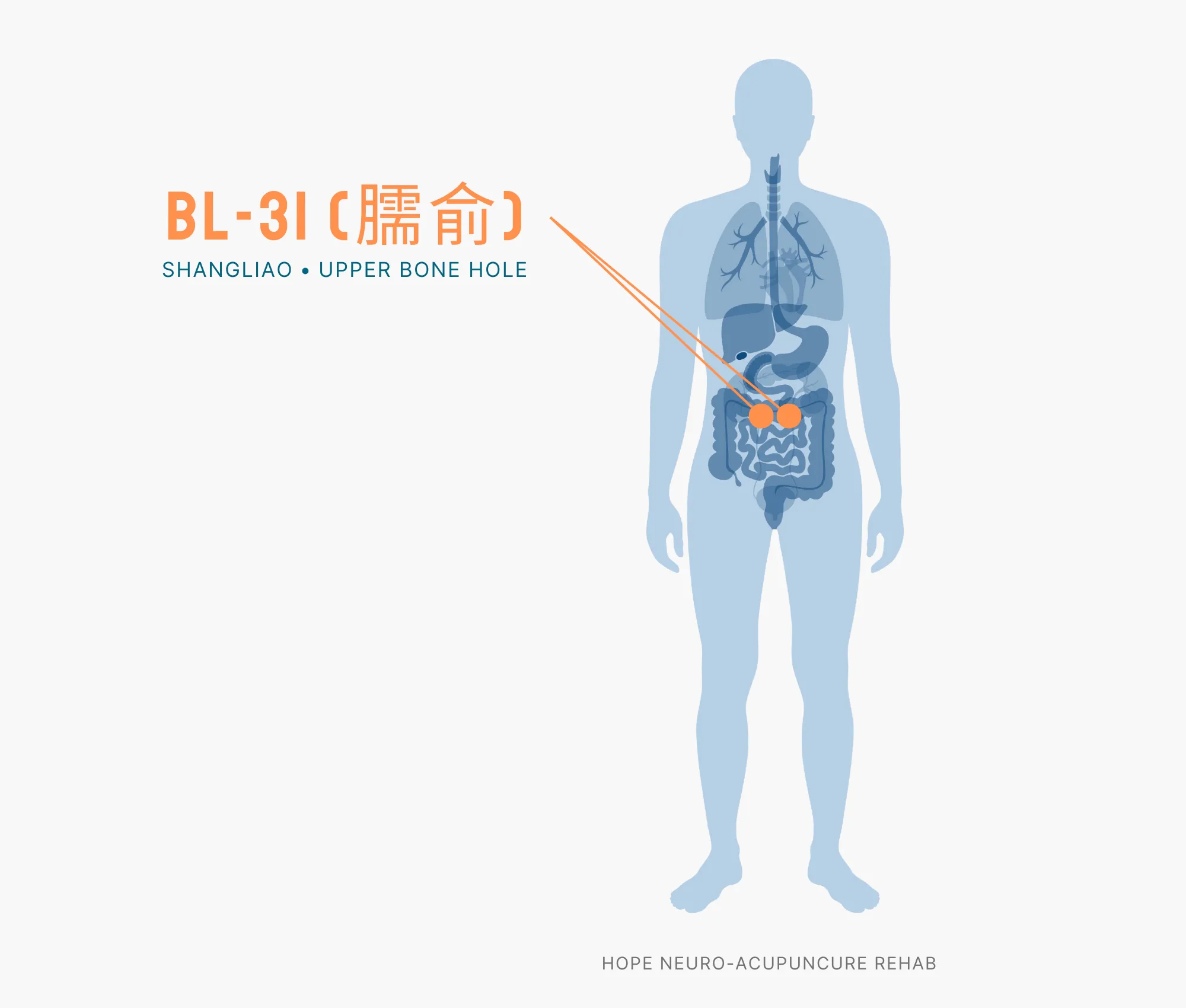 Diagram Showing Where the BL-31 Acupuncture Point (also known as Shangliao or Upper Bone Hole) is within the Bladder Meridians