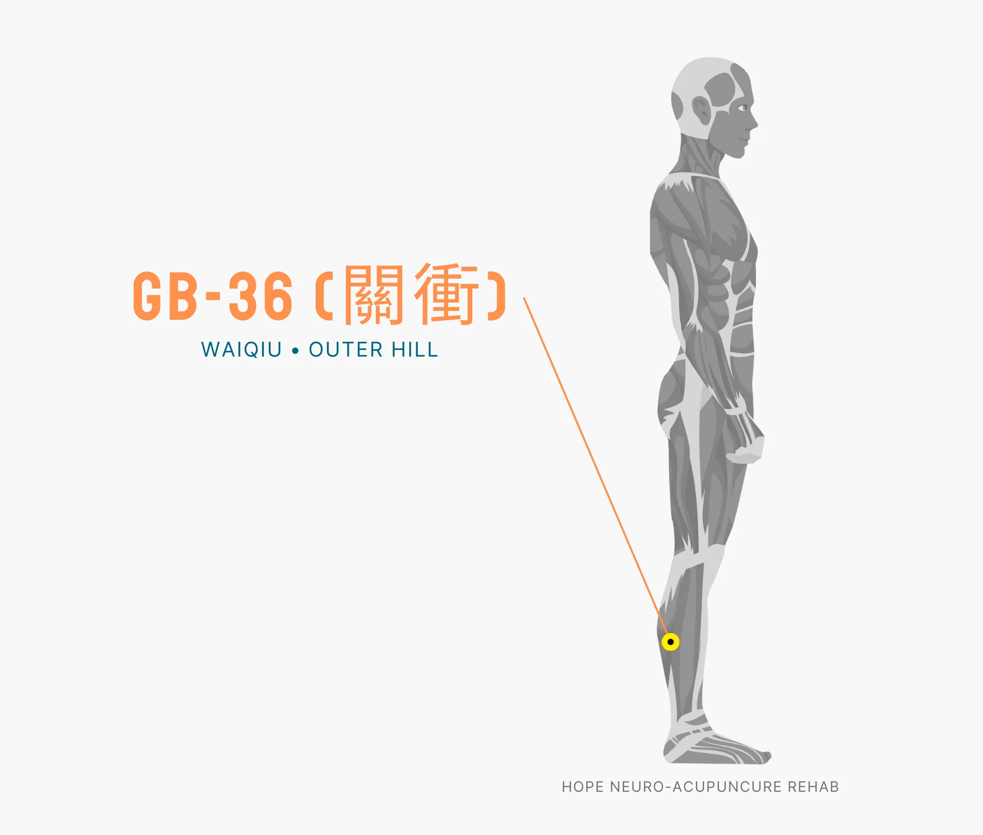 Diagram Showing Where the GB-36 Acupuncture Point (also known as Waiqiu or Outer Hill) is within the Gallbladder Meridian