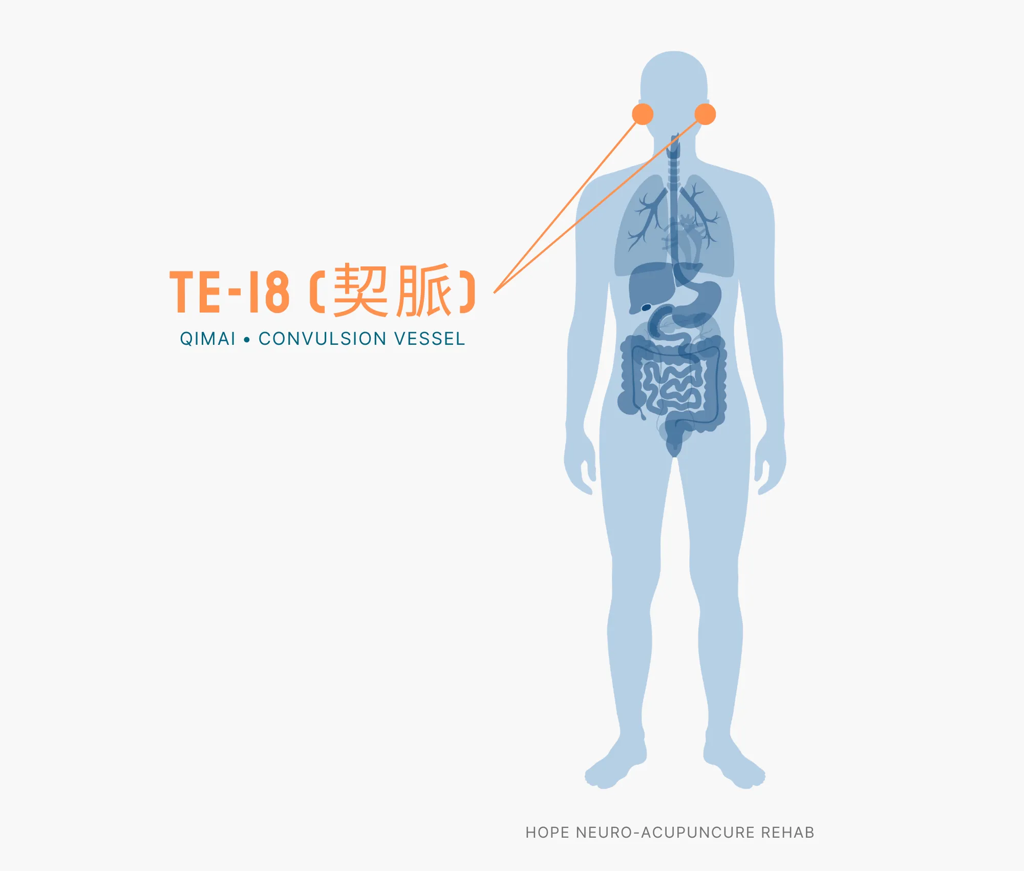 Diagram Showing Where the TE-18 Acupuncture Point (also known as Qimai or Convulsion Vessel) is within the Triple Burner Meridian