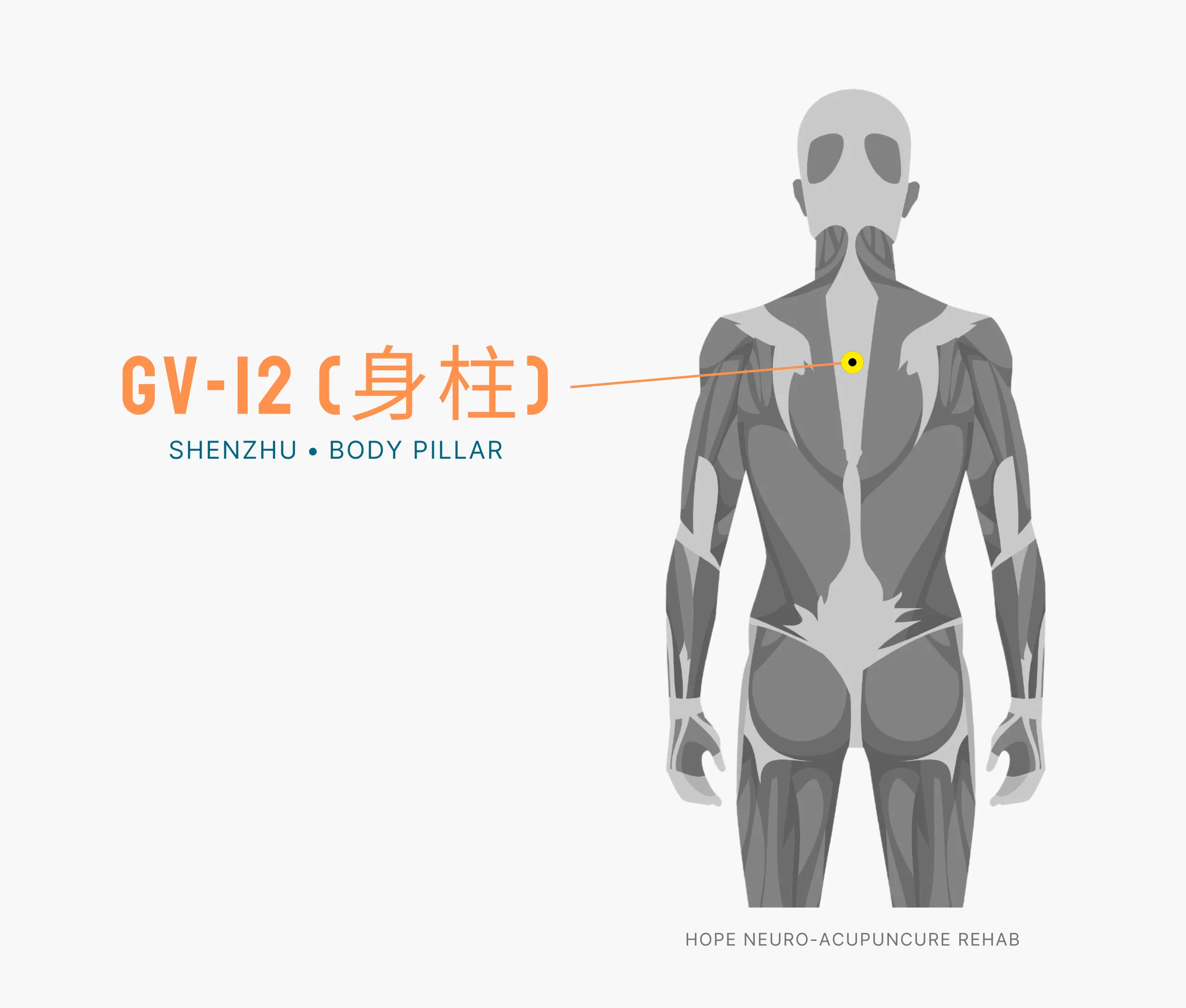 Diagram Showing Where the An Acupuncture Point is within the Governing Vessel Meridian
