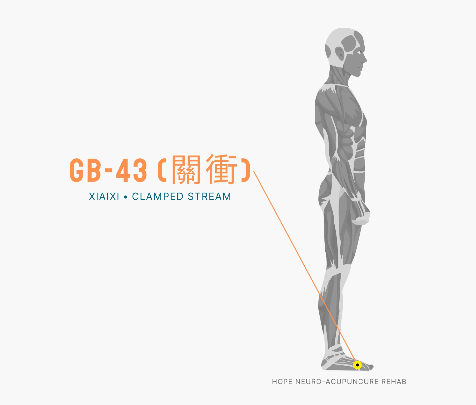 Diagram Showing Where the GB-43 Acupuncture Point (also known as (Xiaixi or Clamped Stream) is within the Gallbladder Meridian