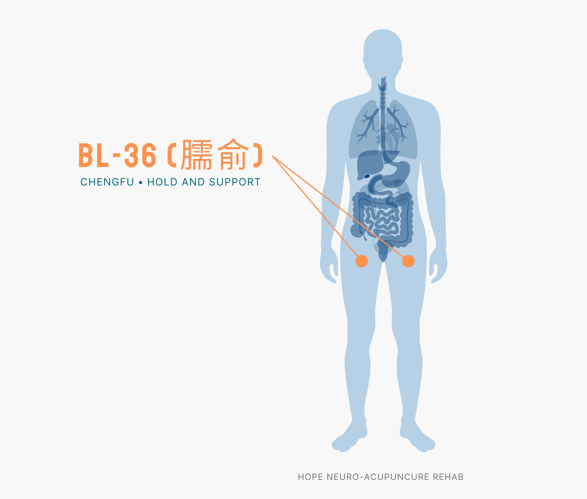 Diagram Showing Where the BL-36 Acupuncture Point (also known as Chengfu or Hold and Support) is within the Bladder Meridians