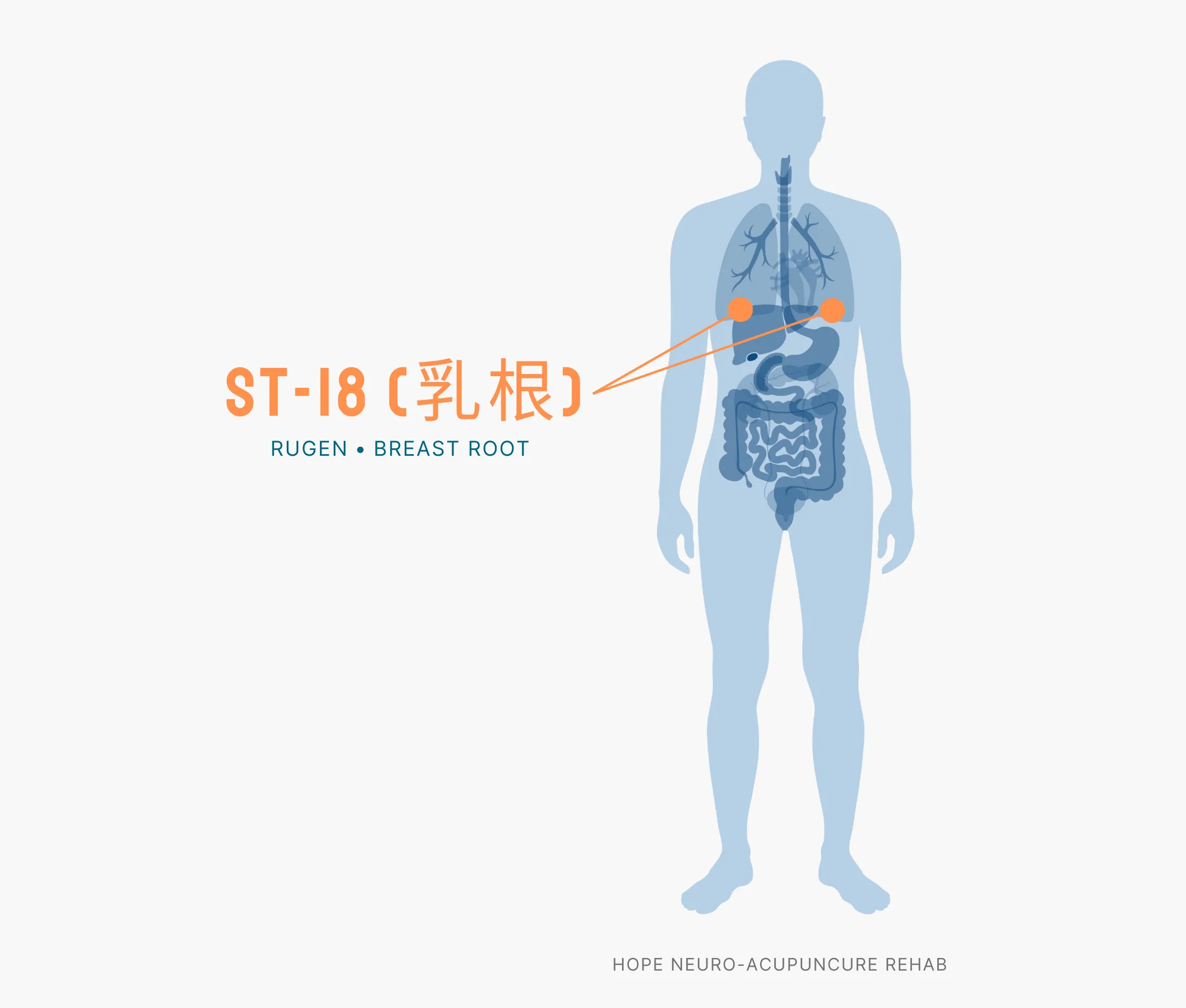 Diagram Showing Where the ST-18 Acupuncture Point (also known as Rugen or Breast Root) is within the Stomach Meridians