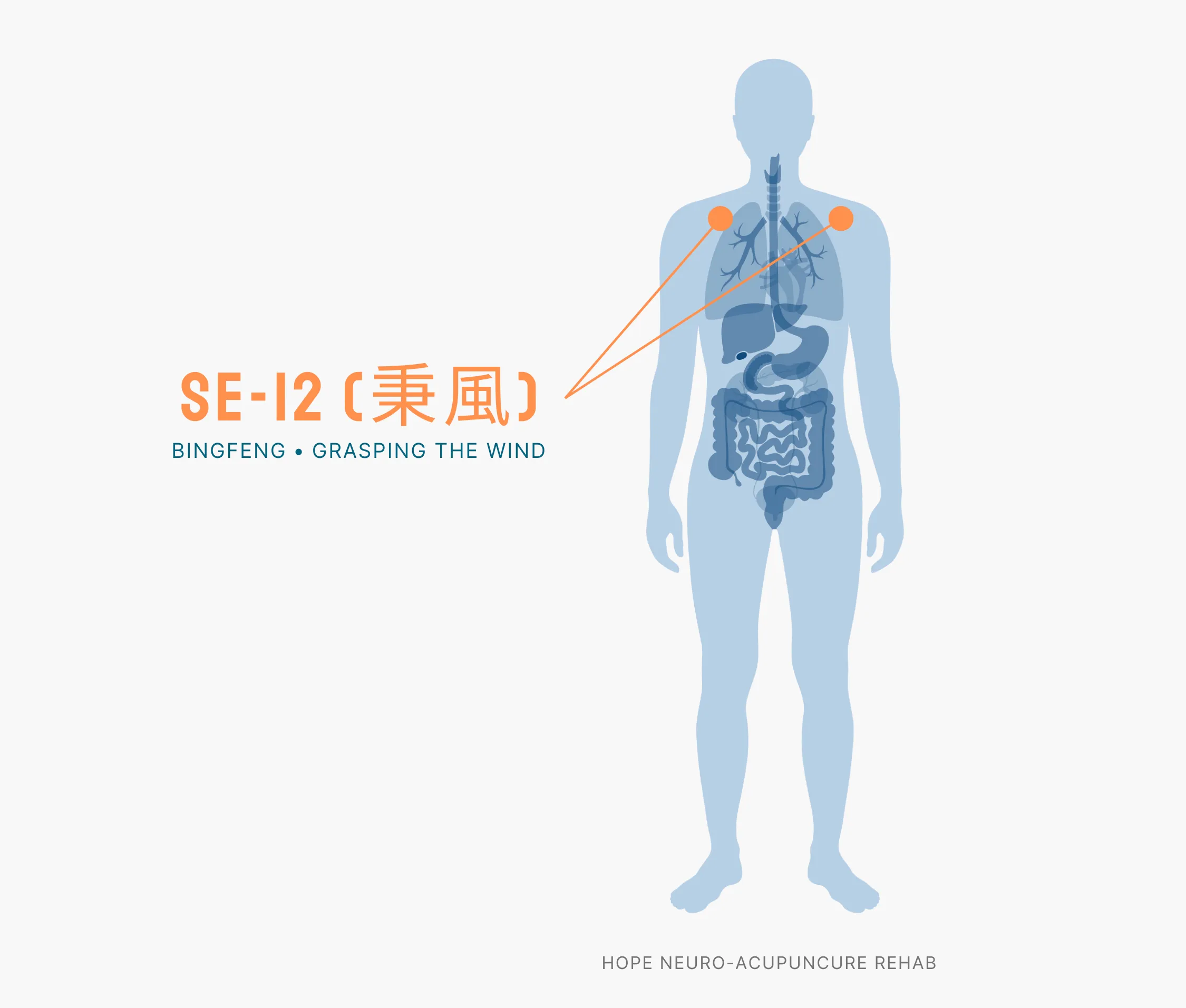 Diagram Showing Where the SI-12 Acupuncture Point (also known as Bingfeng or Grasping the Wind) is within the Small Intestine Meridians