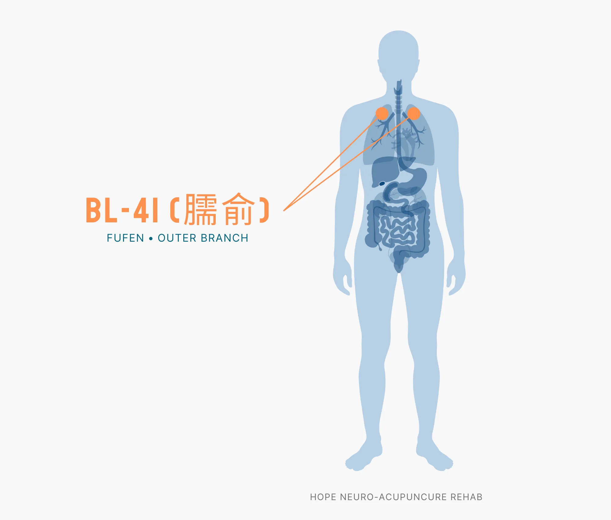 Diagram Showing Where the BL-41 Acupuncture Point (also known as Fufen or Outer Branch) is within the Bladder Meridians