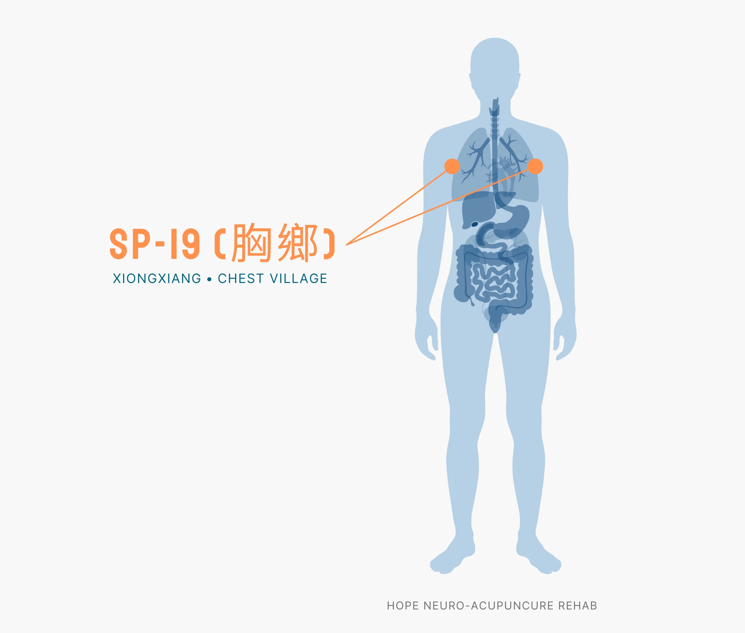 Diagram Showing Where the SP-19 Acupuncture Point (also known as Xiongxiang or Chest Village) is within the Spleen Meridians