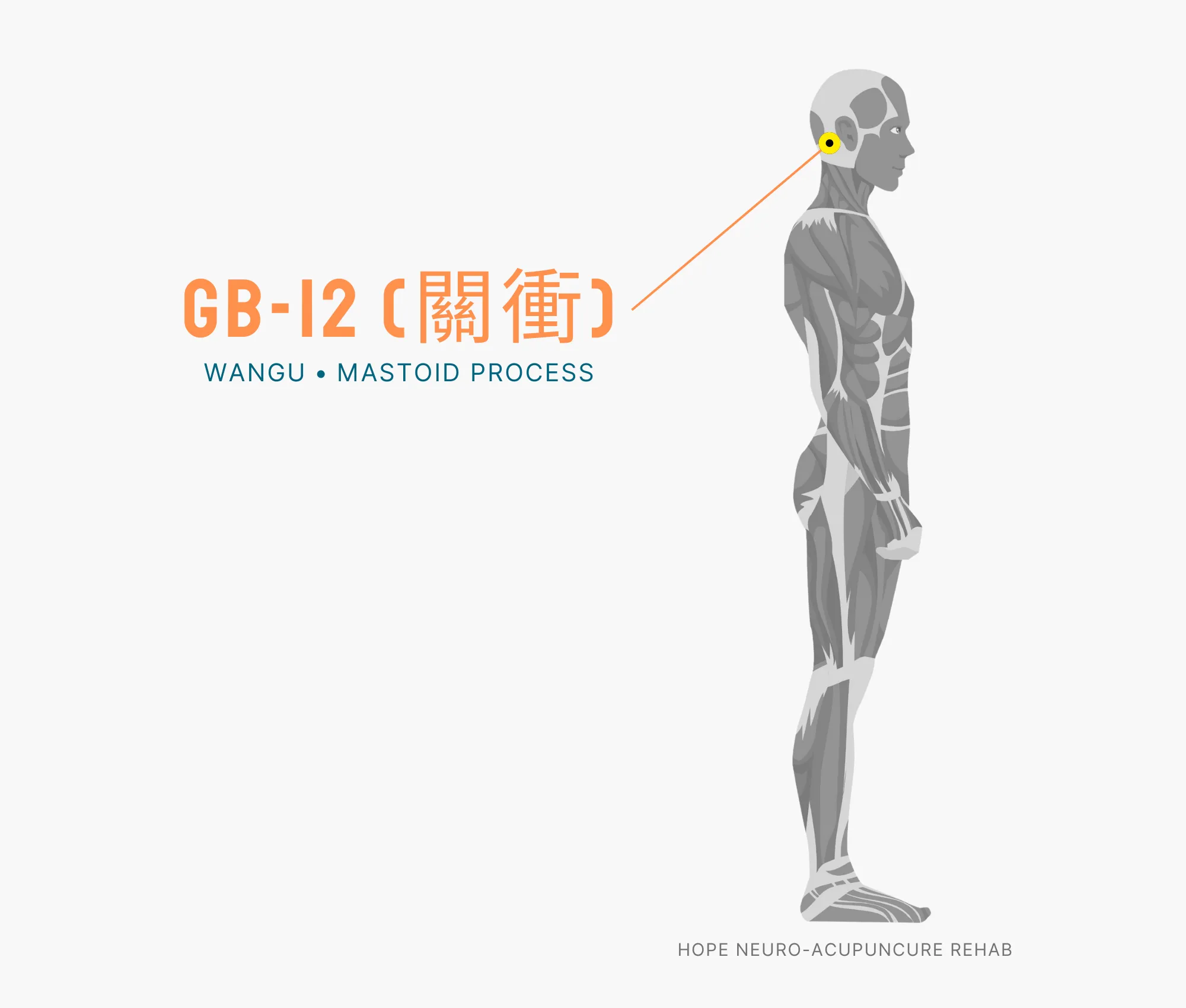 Diagram Showing Where the GB-12 Acupuncture Point (also known as Wangu or Mastoid Process) is within the Gallbladder Meridian