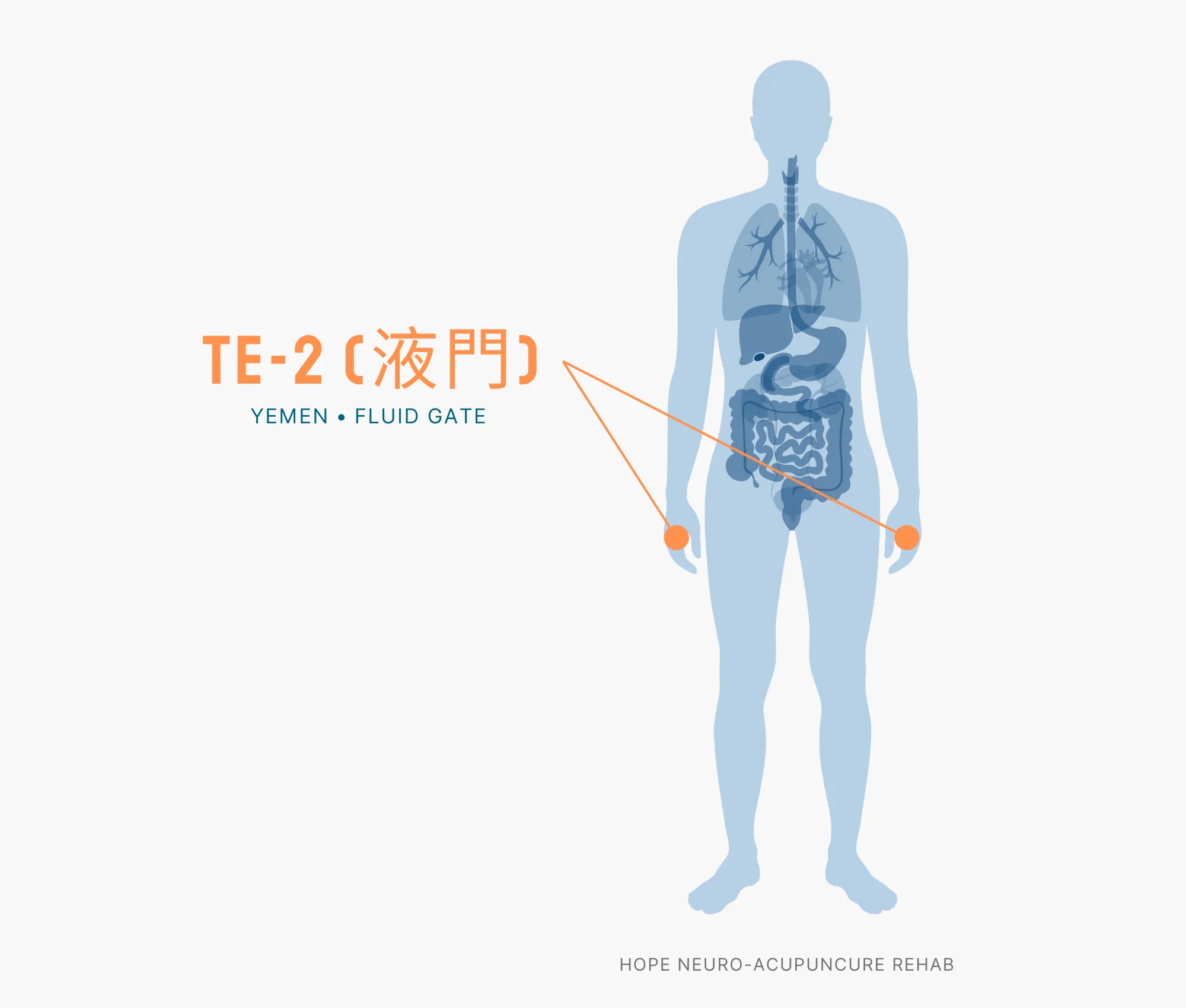 Diagram Showing Where the TE-2 Acupuncture Point (also known as Yemen or Fluid Gate) is within the Triple Burner Meridian
