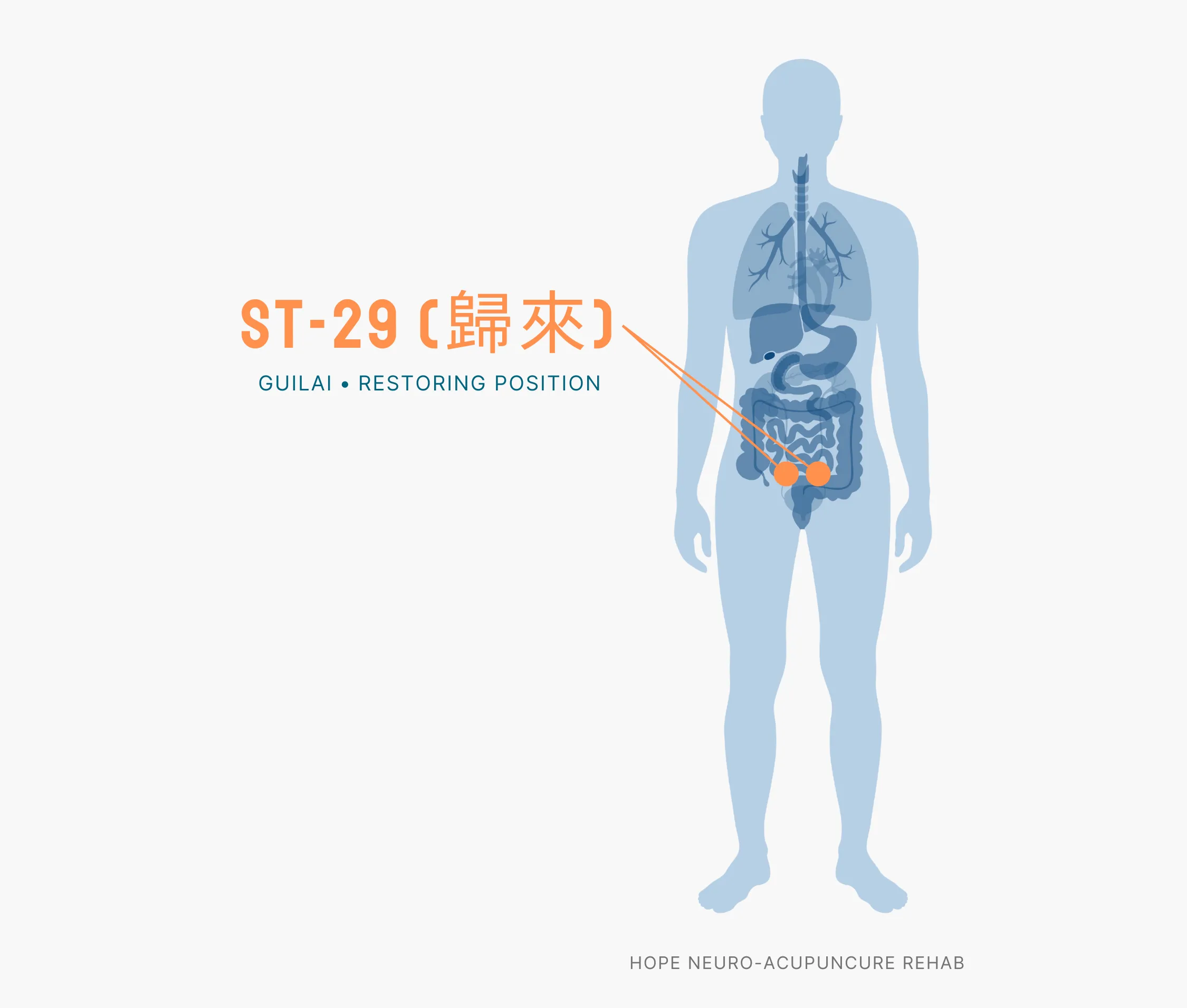 Diagram Showing Where the ST-29 Acupuncture Point (also known as Guilai or Restoring Position) is within the Stomach Meridians