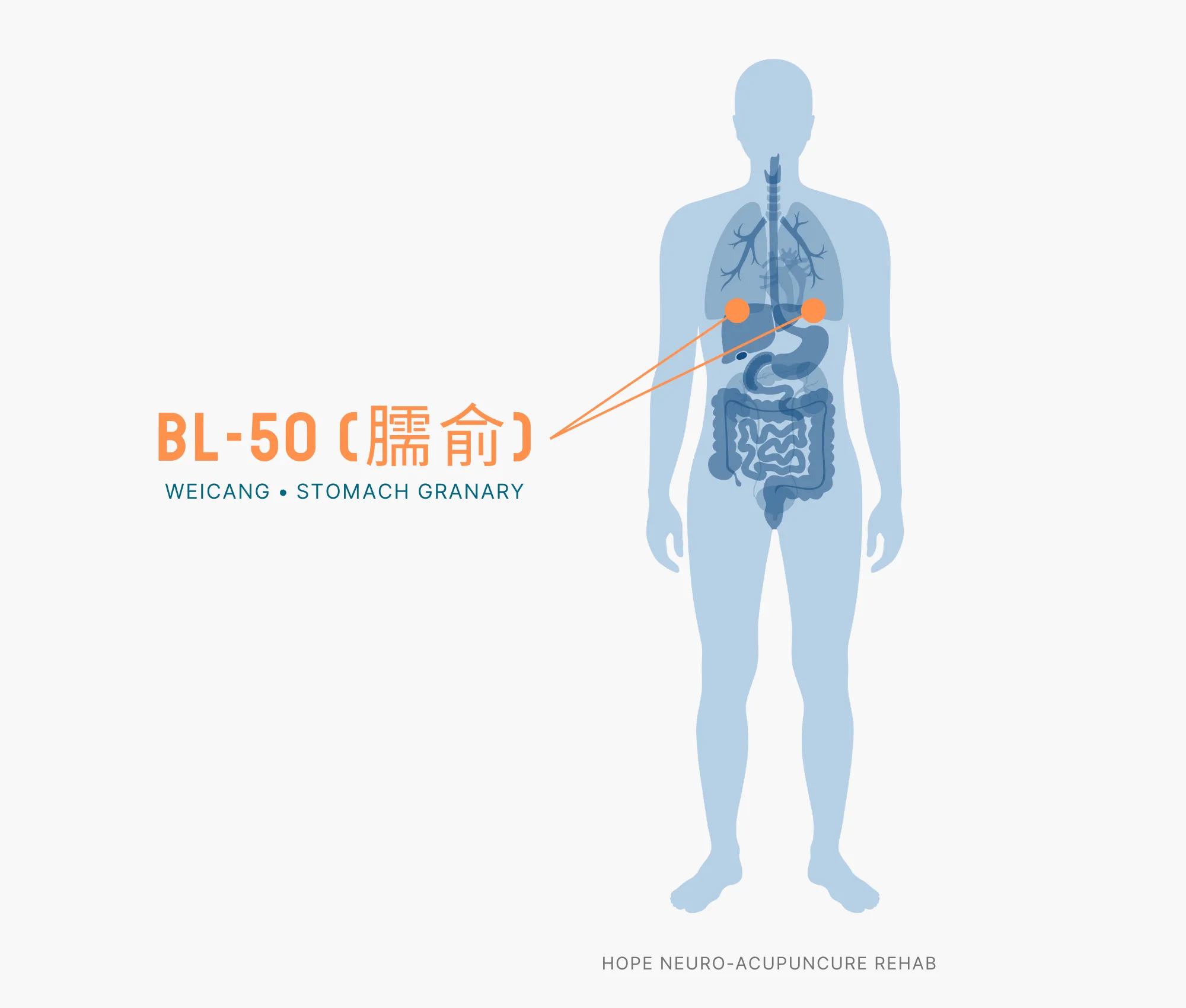 Diagram Showing Where the BL-50 Acupuncture Point (also known as Weicang or Stomach Granary) is within the Bladder Meridians