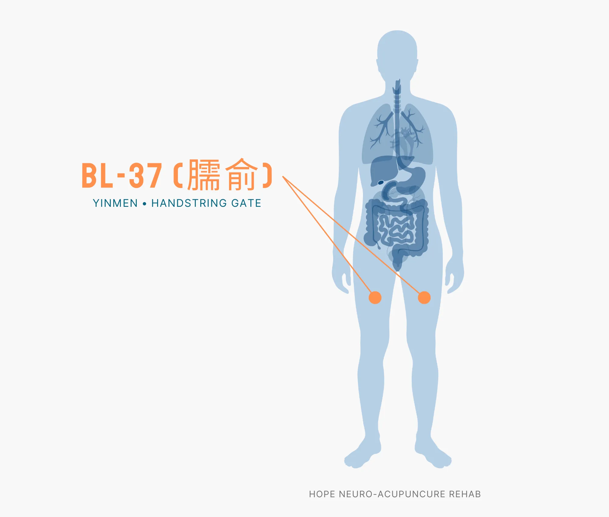 Diagram Showing Where the BL-37 Acupuncture Point (also known as Yinmen or Handstring Gate) is within the Bladder Meridians