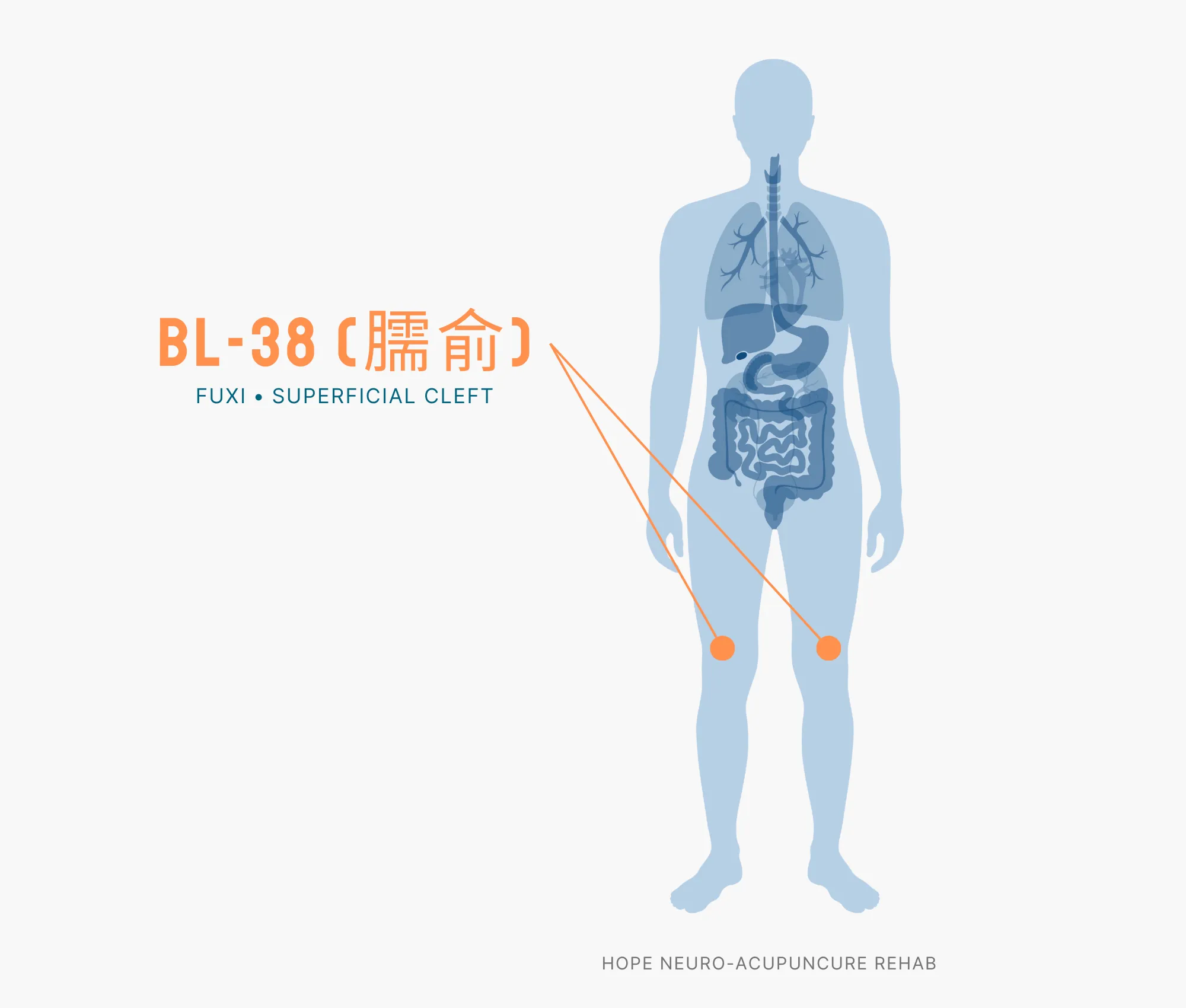Diagram Showing Where the BL-38 Acupuncture Point (also known as Fuxi or Superficial Cleft is within the Bladder Meridians