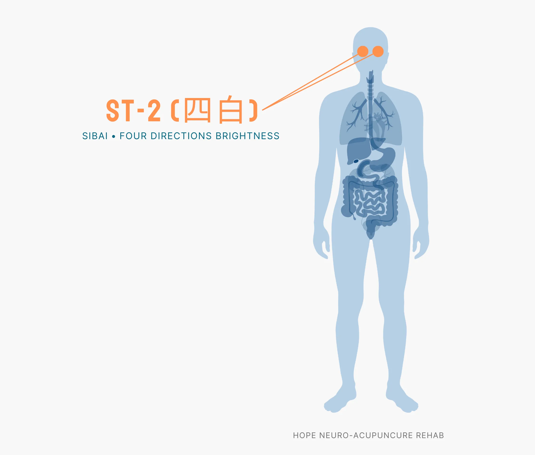 Diagram Showing Where the ST-2 Acupuncture Point (also known as Sibai or Four Directions Brightness) is within the Stomach Meridians