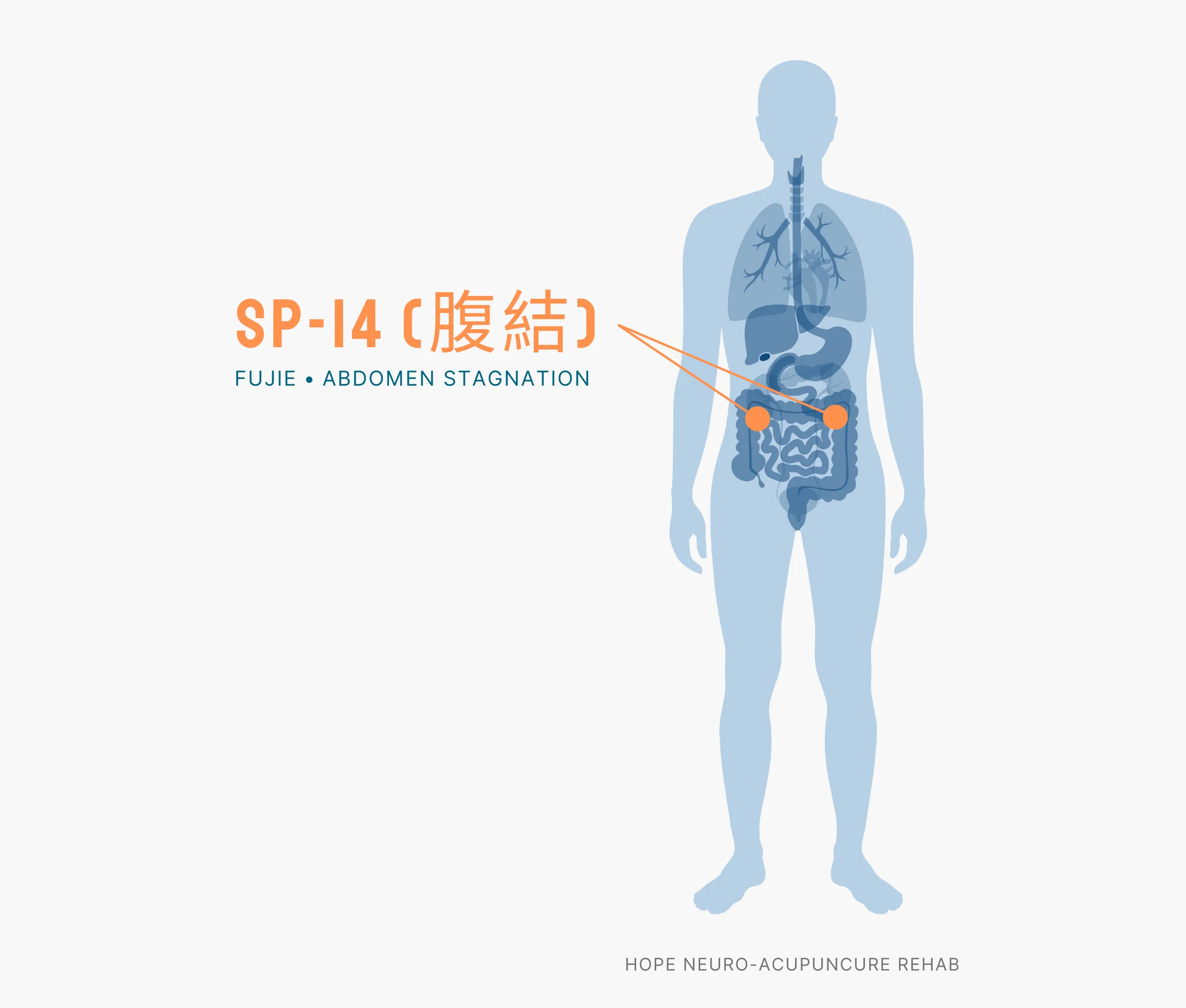 Diagram Showing Where the SP-14 Acupuncture Point (also known as Fujie or Abdomen Stagnation) is within the Spleen Meridians