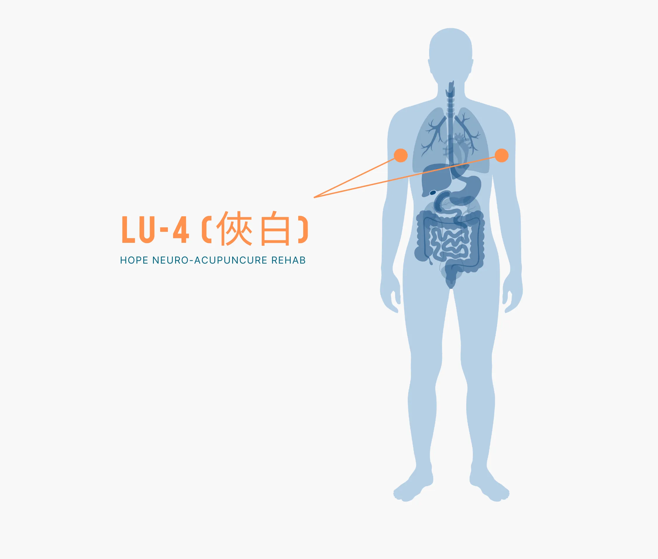 Diagram Showing Where the Lu 4 Acupuncture Point is within the Lung Meridians